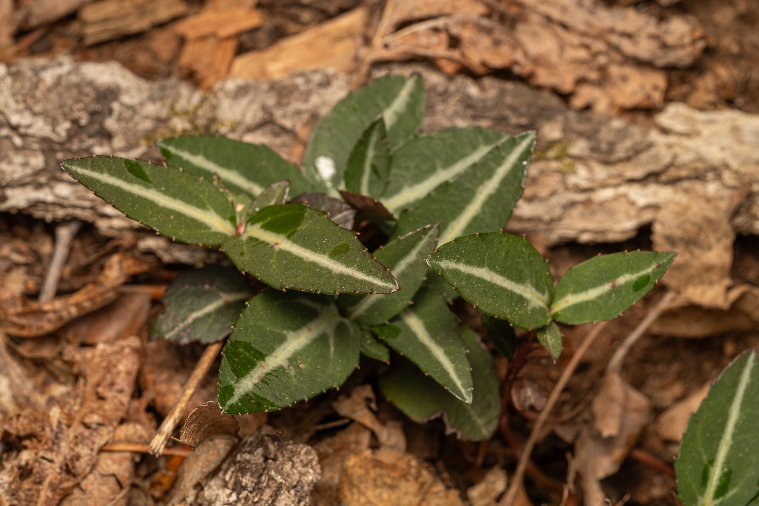 Striped Wintergreen
(Chimaphila maculata, Ericaceae)
Oakmont, Pennsylvania
