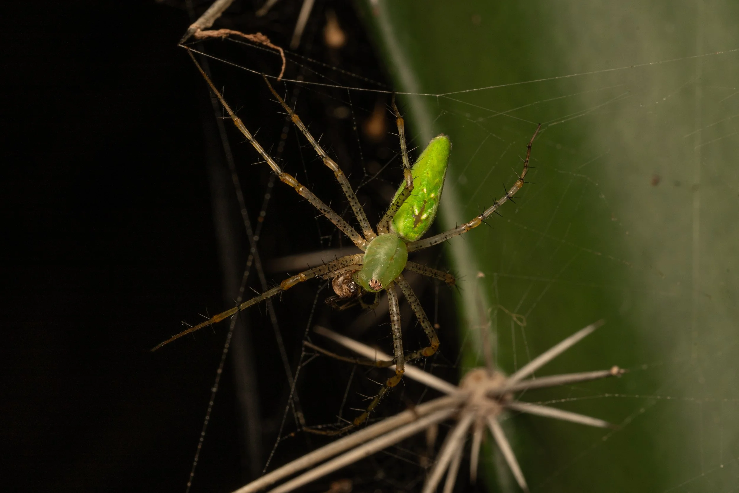 Green Lynx Spider
(Peucetia., Oxyopidae)
Guanacaste Province, Costa Rica