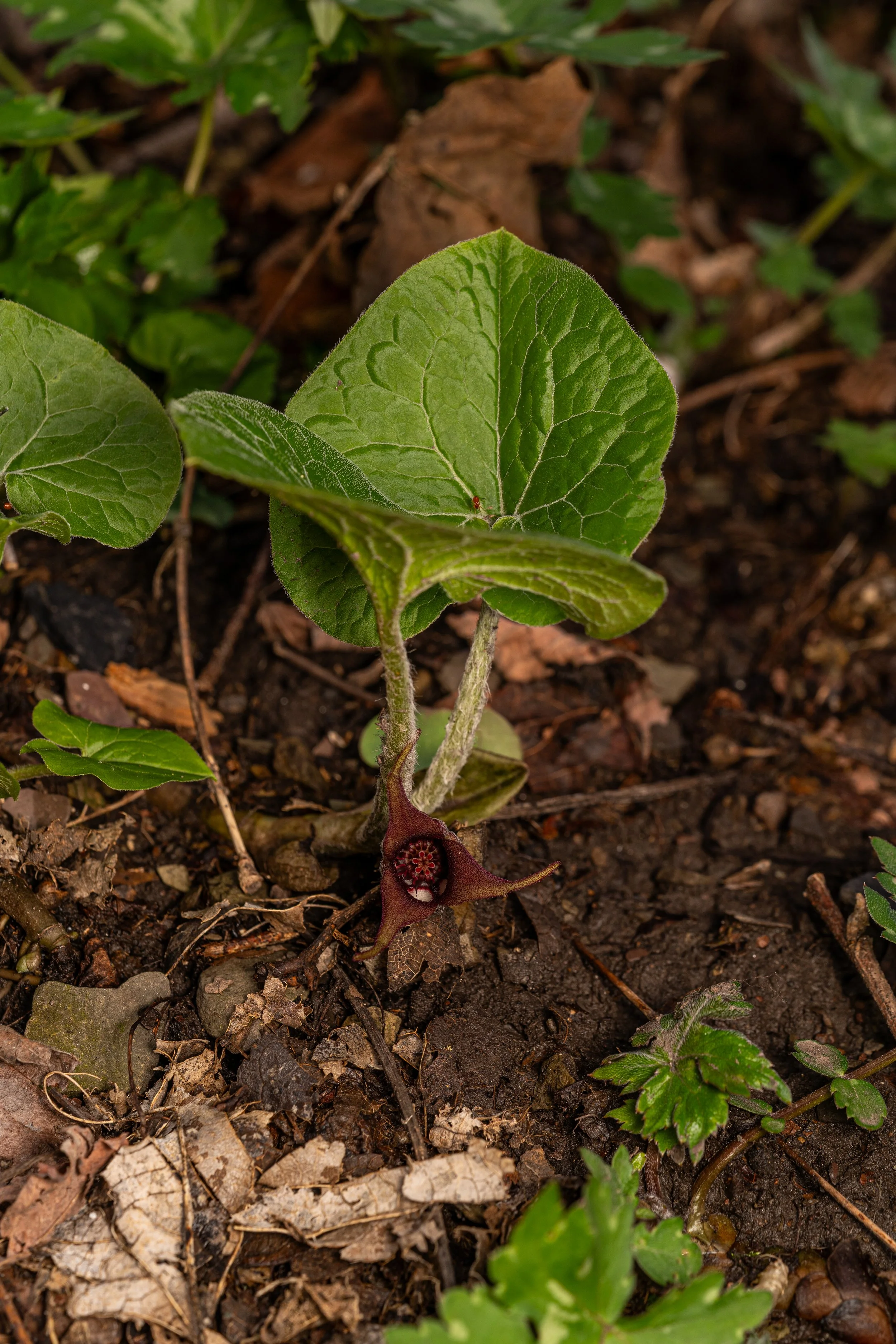 Canadian Wild Ginger
(Asarum canadense, Aristolochiaceae)
Oakmont, Pennsylvania
