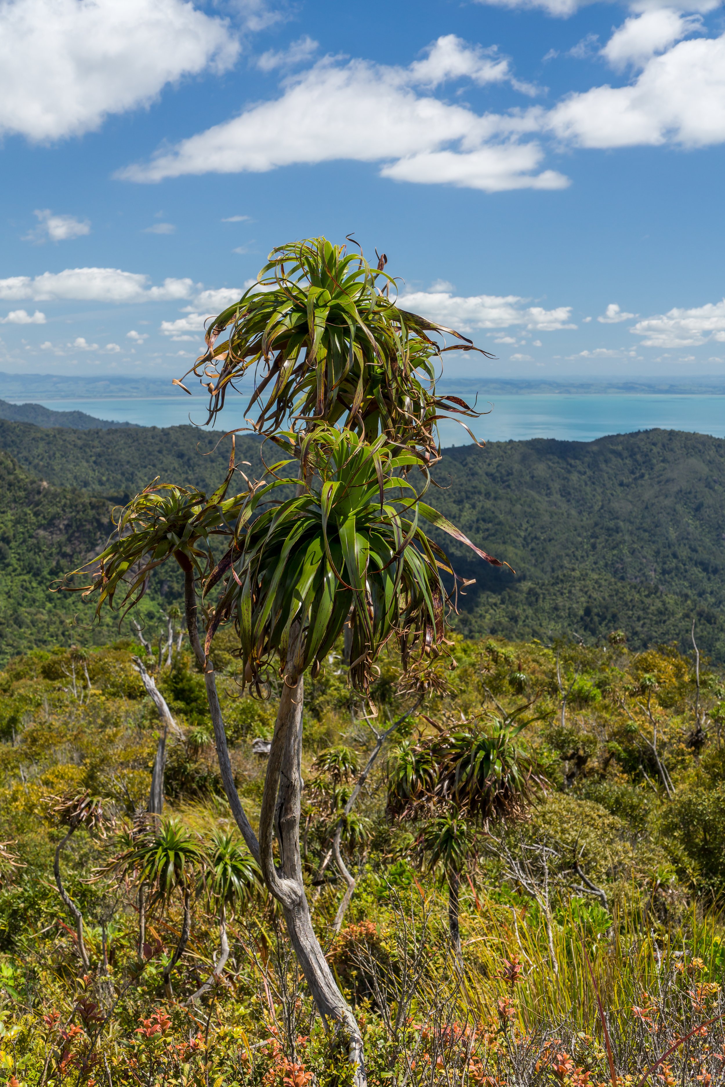 Mountain Neinei
(Dracophyllum traversii, Ericaceae)
Coromandel, Waikato, New Zealand