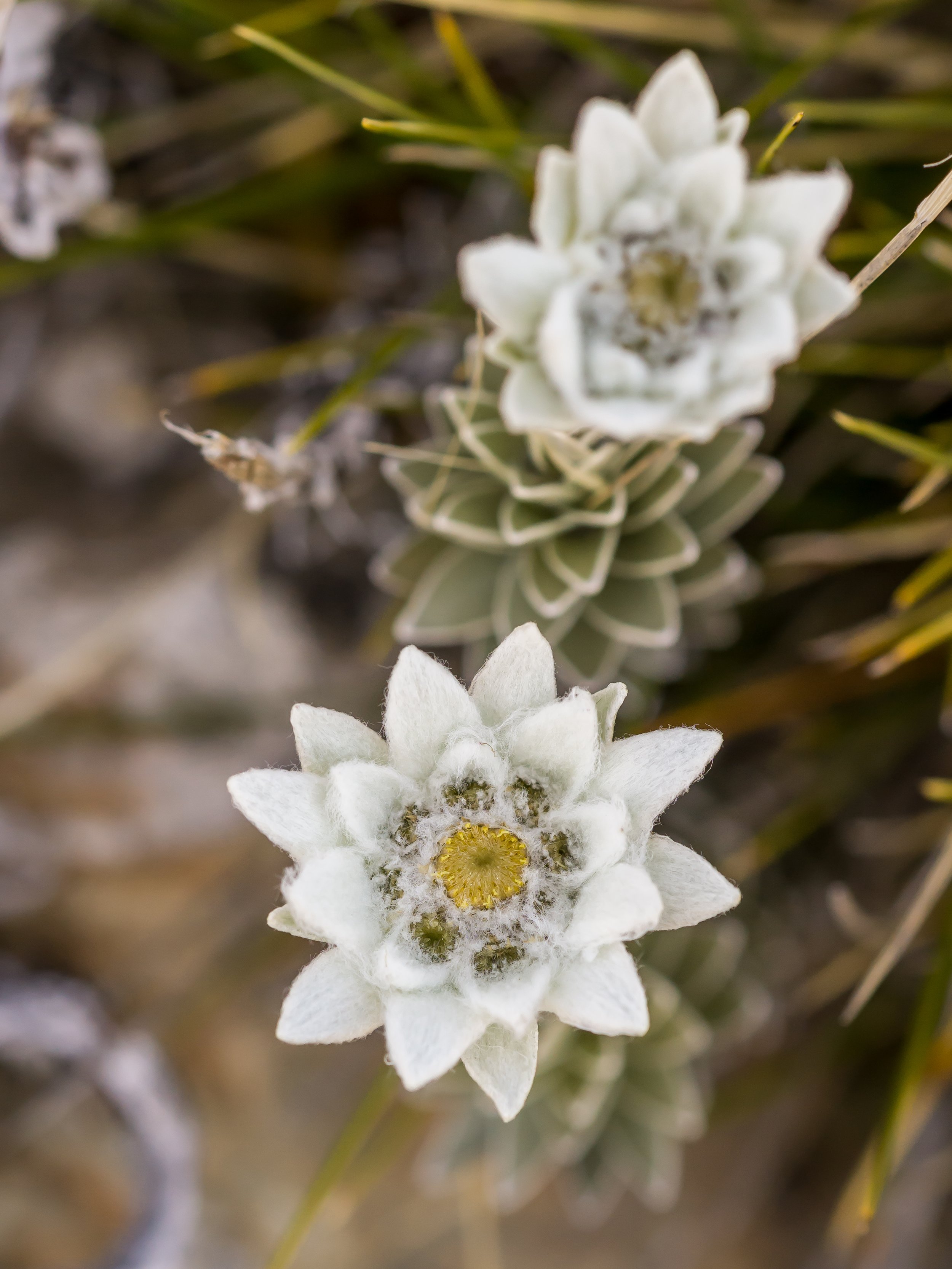 North Island Edelweiss
(Leucogenes leontopodium, Asteraceae)
Richmond Range, Tasman, New Zealand