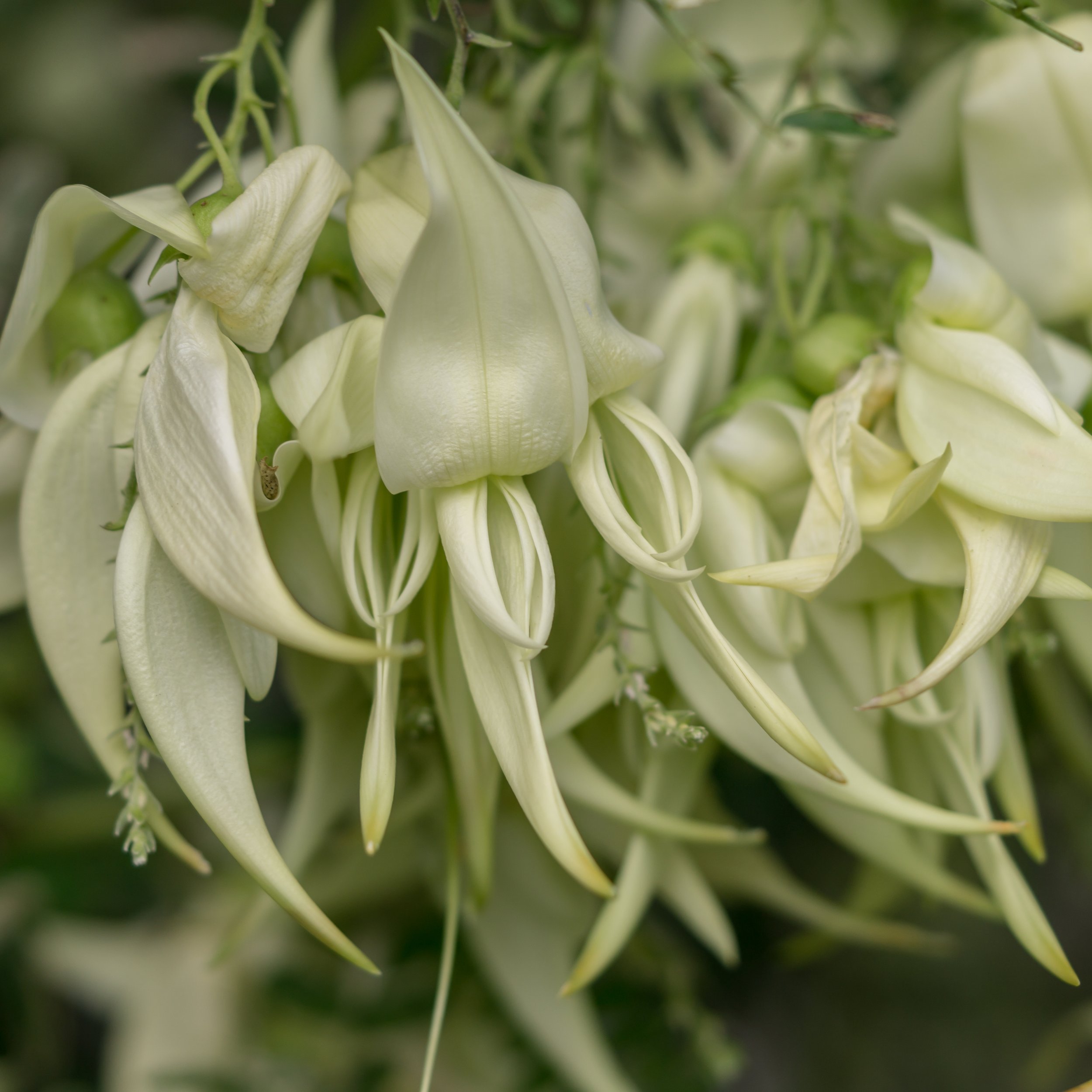 Kōwhai Ngutu-kākā / Kaka Beak
(Clianthus puniceus, Fabaceae)
Garden, New Zealand
