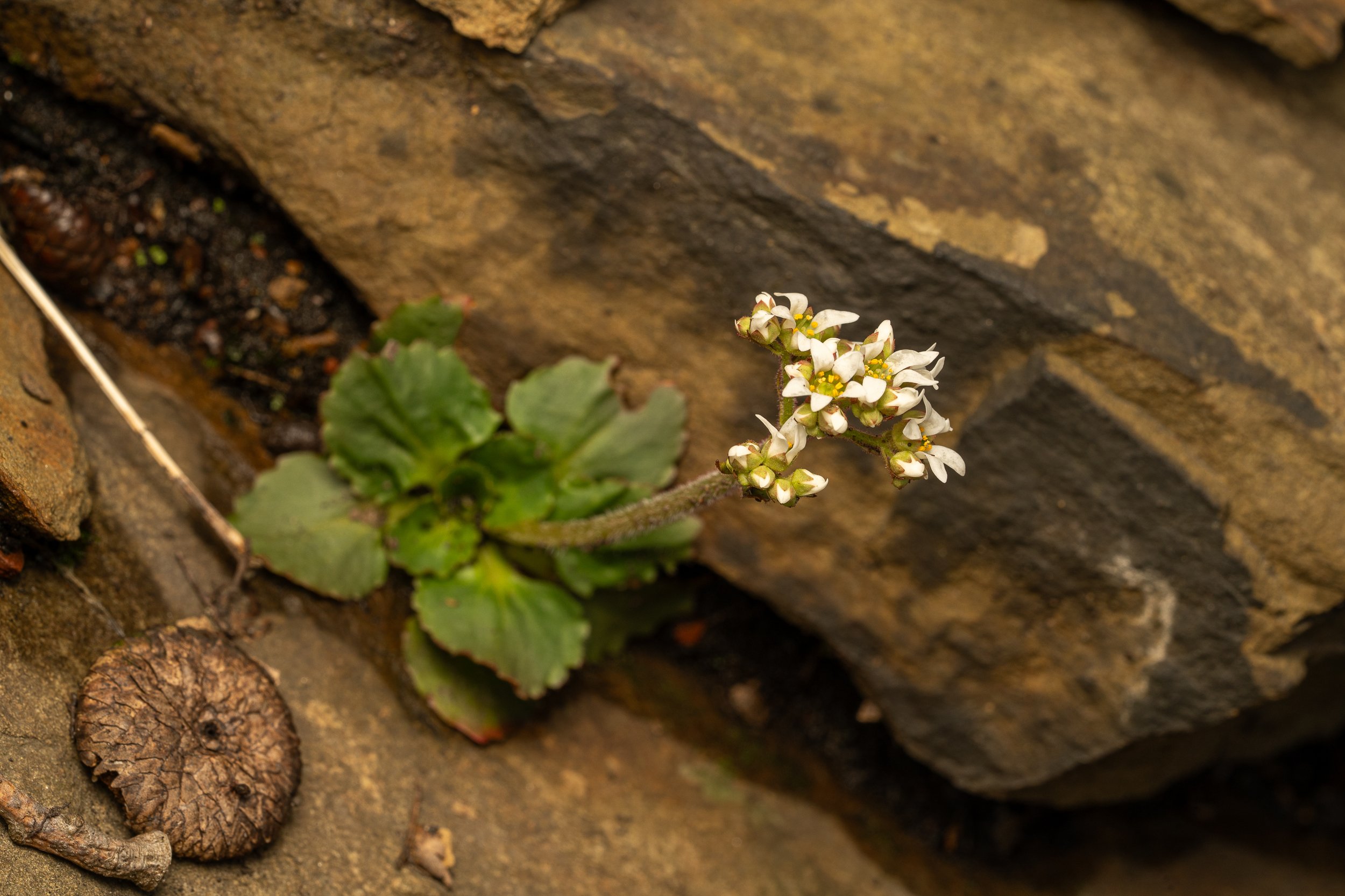 Virginia Saxifrage
(Micranthes virginiensis, Saxifragaceae)
Oakmont, Pennsylvania