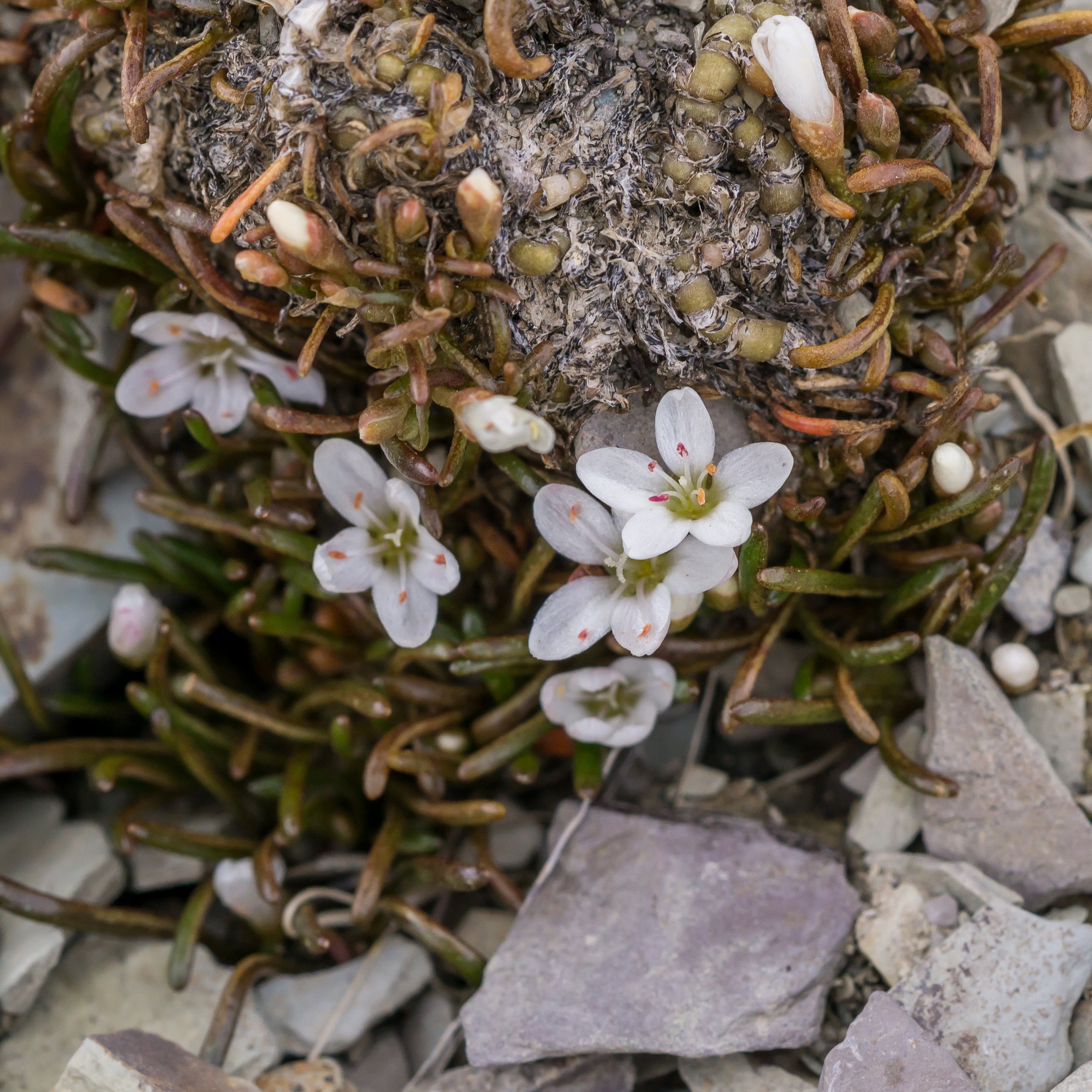 (Montia calycina, Montiaceae)
Gordon Range, Tasman, New Zealand