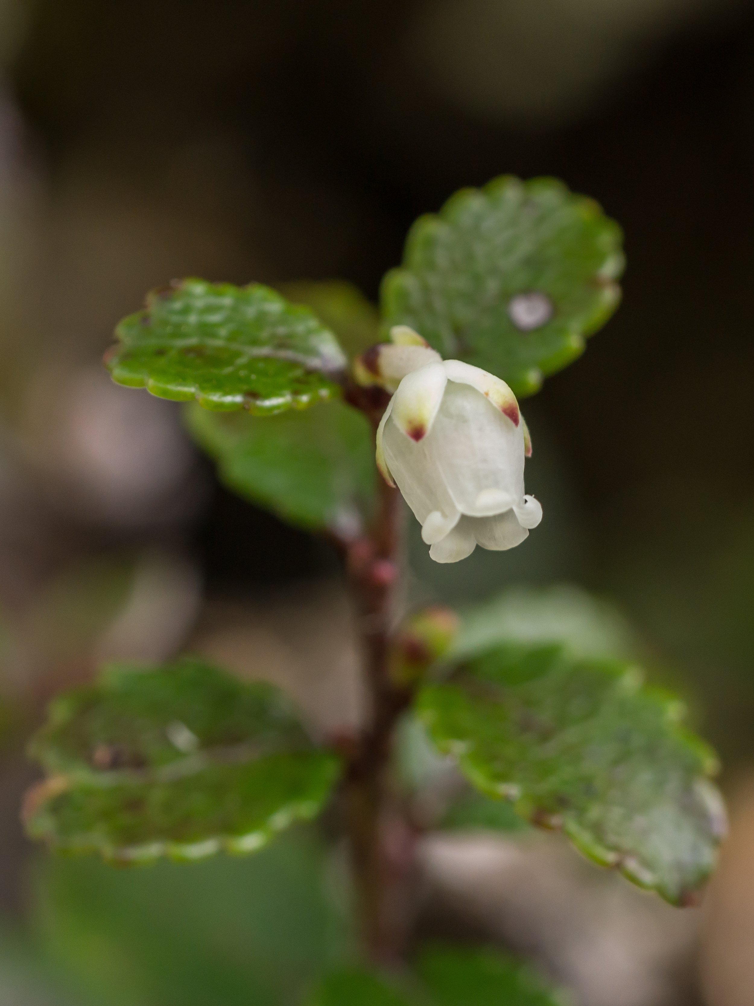 Mountain Snowberry
(Gaultheria depressa, Ericaceae)
Tongariro, Manawatū-Whanganui, New Zealand
