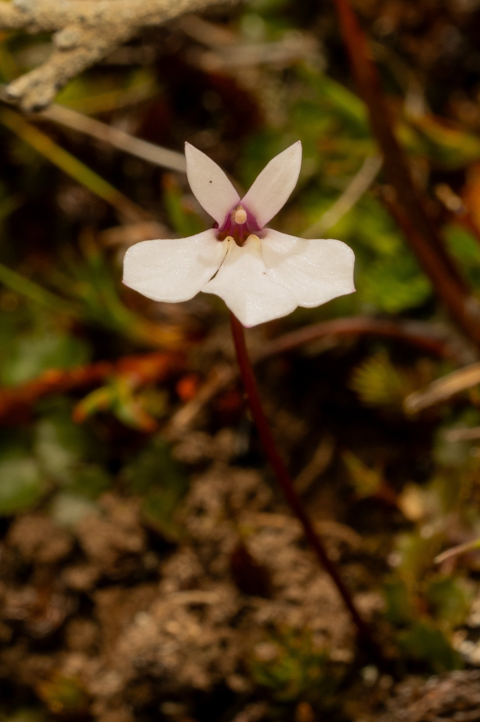 (Lobelia linnaeoides, Campanulaceae)
Mt Peel, Canterbury, New Zealand