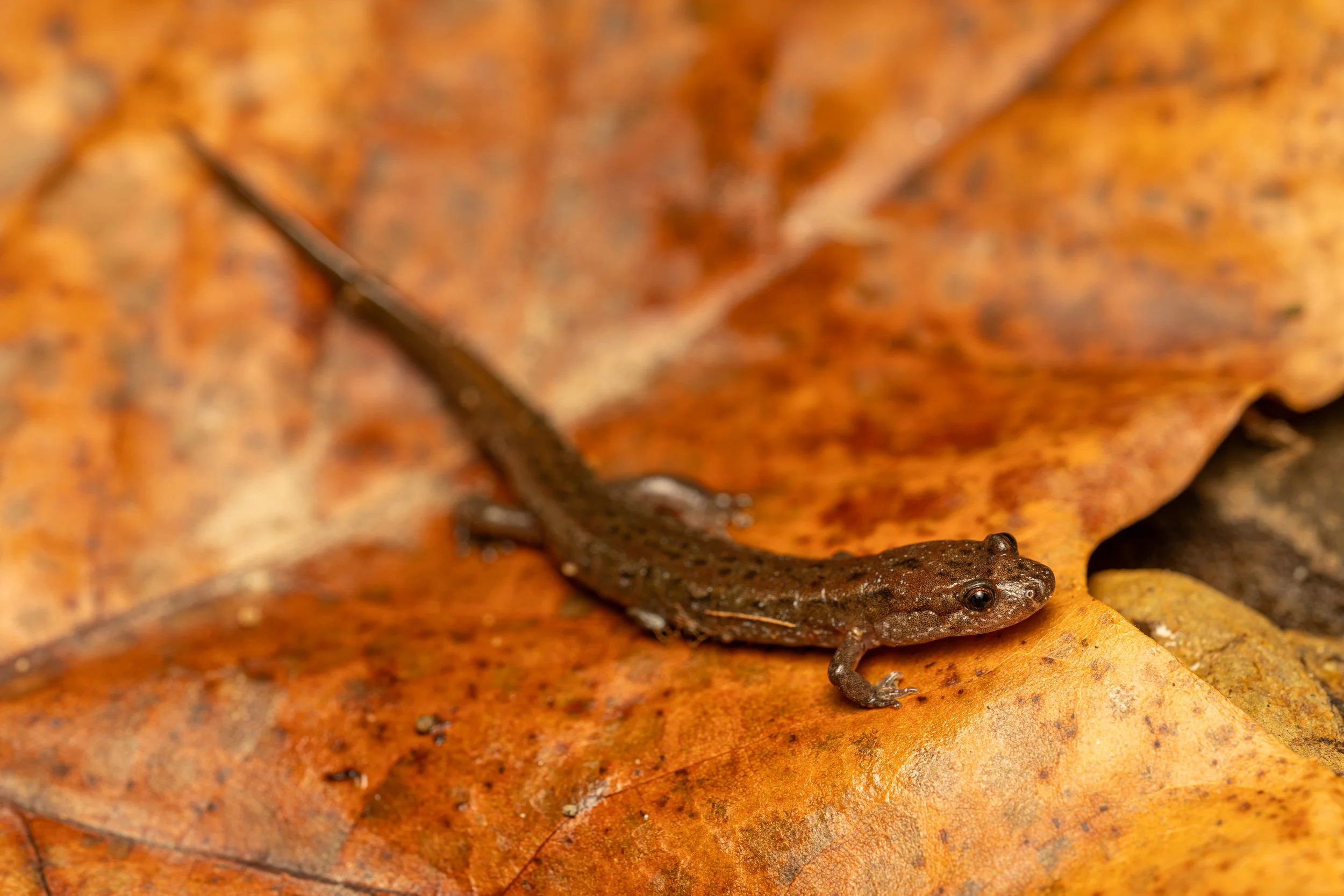 Northern Dusky Salamander
(Desmognathus fuscus, Plethodontidae)
Oakmont, Pennsylvania