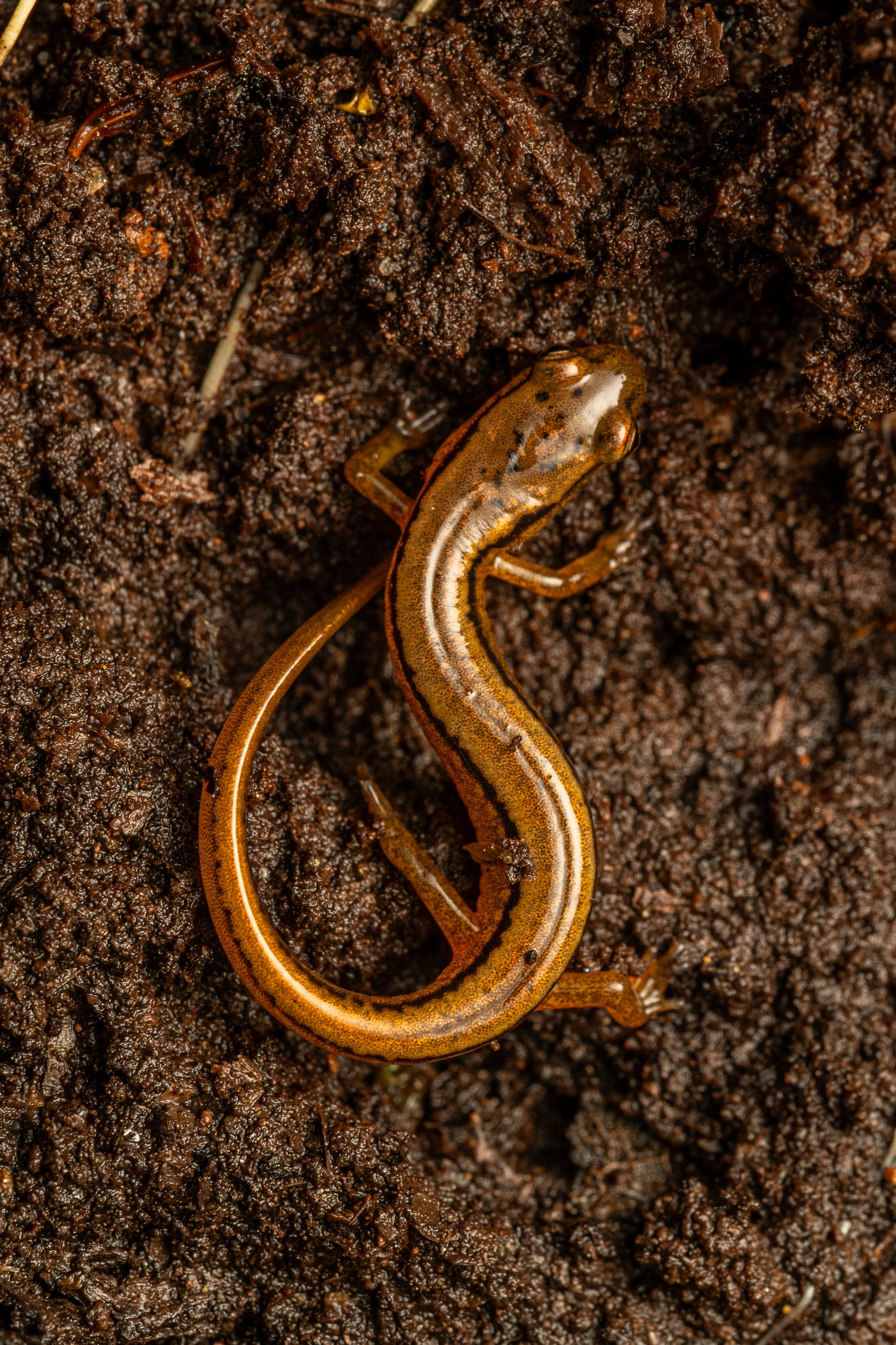 Northern Two-lined Salamander
(Eurycea bislineata, Plethodontidae)
Canaan Valley, West Virginia