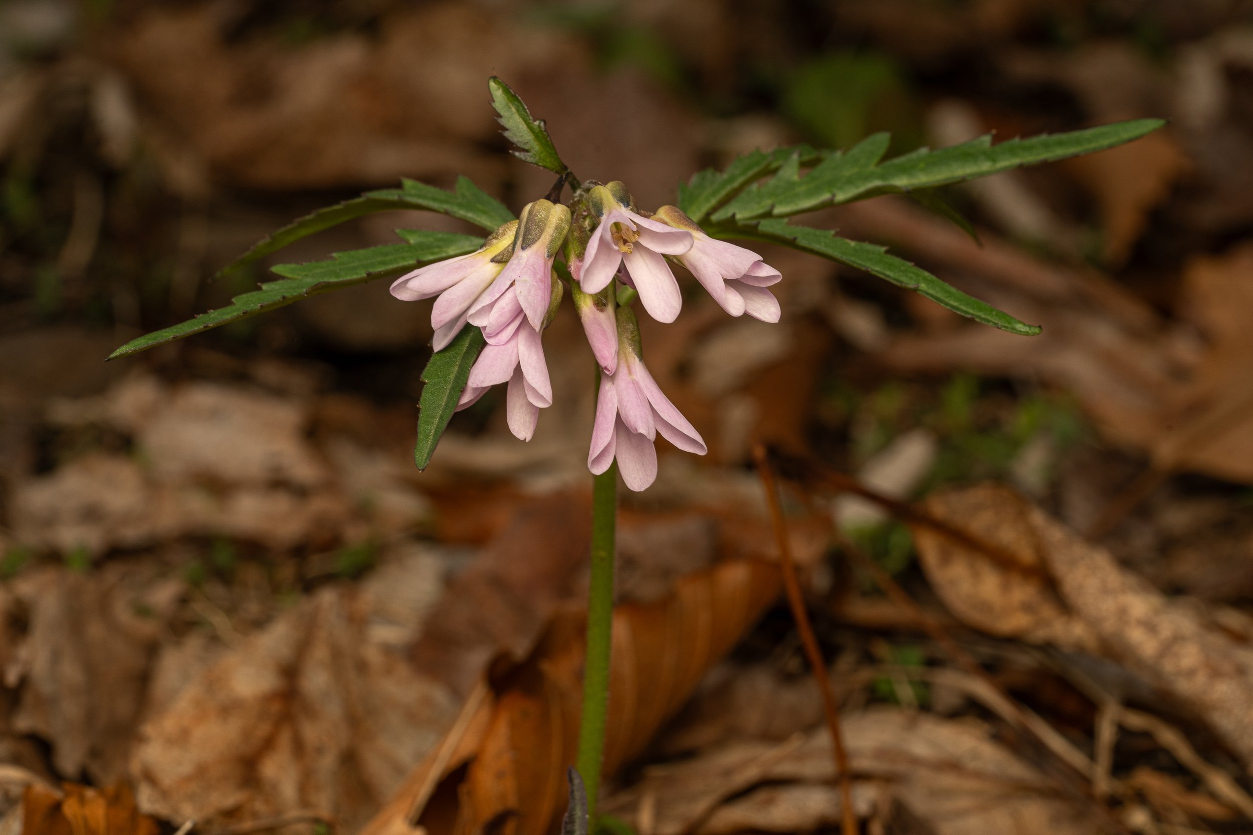 Cut-leaved Toothwort
(Cardamine concatenata, Brassicaceae)
Oakmont, Pennsylvania