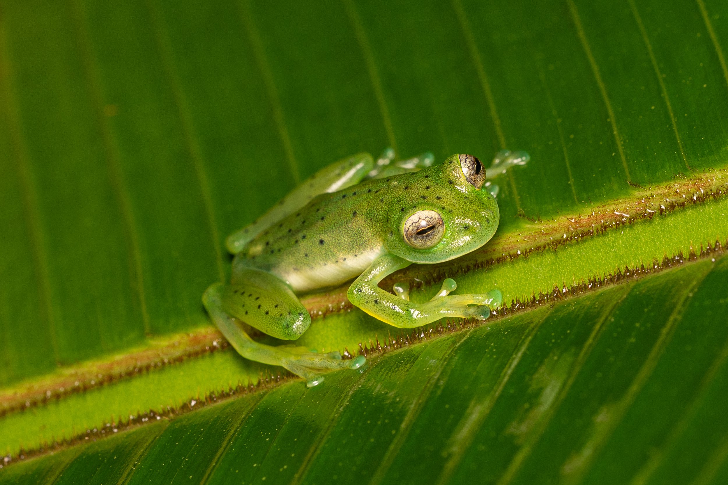 Emerald Glass Frog
(Espadarana prosoblepon, Centrolenidae)
Alajuela Province, Costa Rica