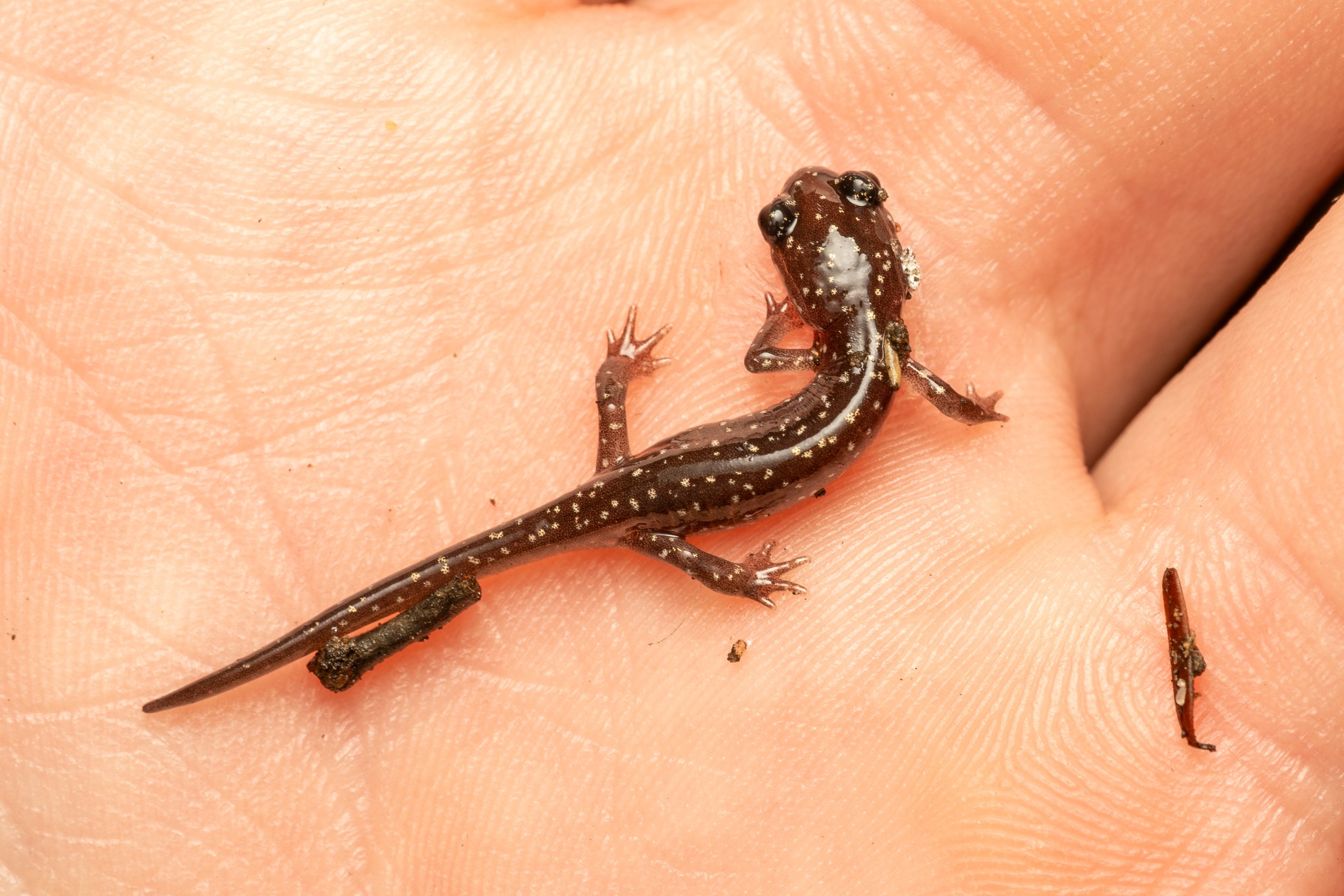 Northern Slimy Salamander
(Plethodon glutinosus, Plethodontidae)
Oakmont, Pennsylvania