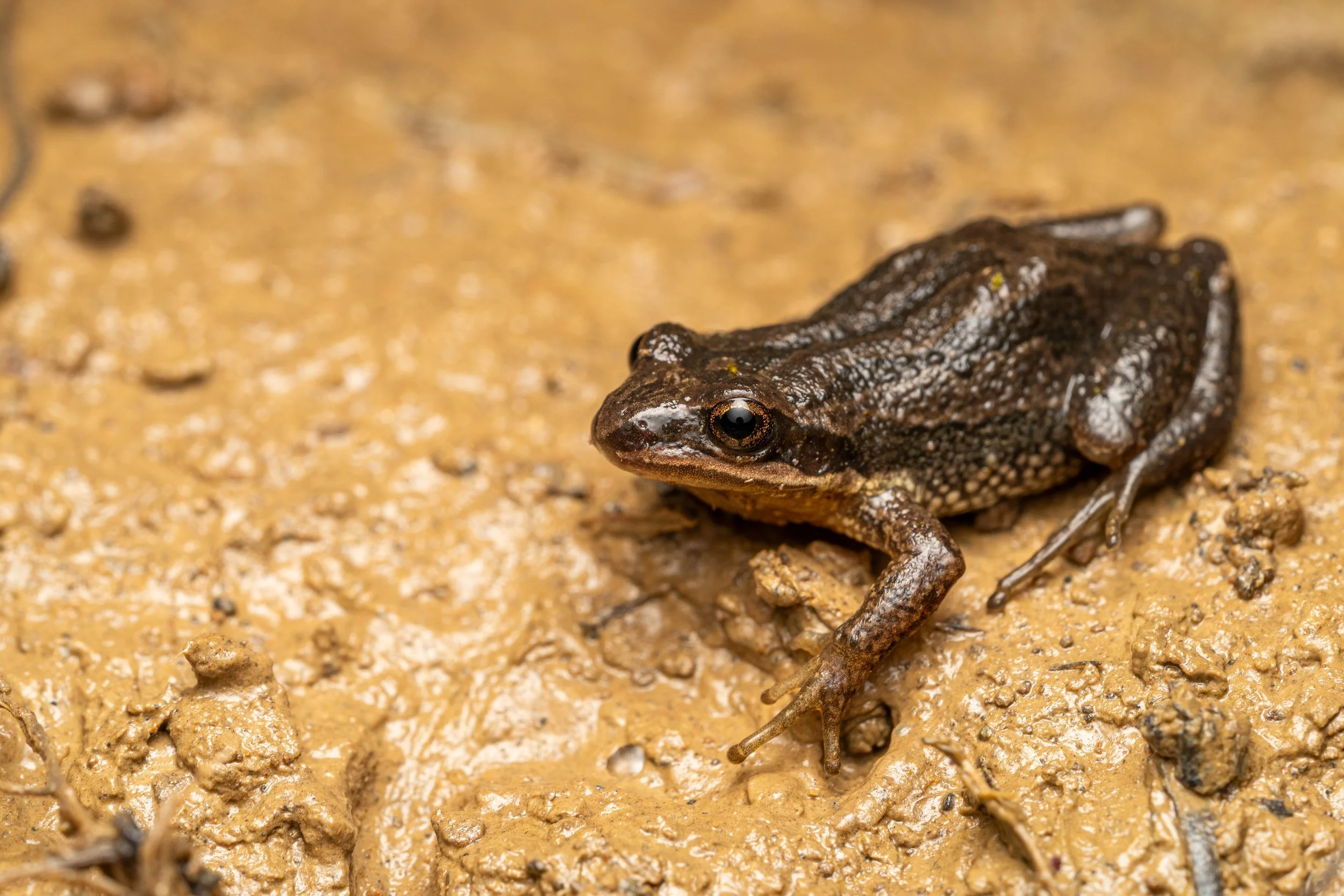 Western Chorus Frog
(Pseudacris triseriata, Hylidae)
Fowler Woods State Nature Preserve, Ohio
