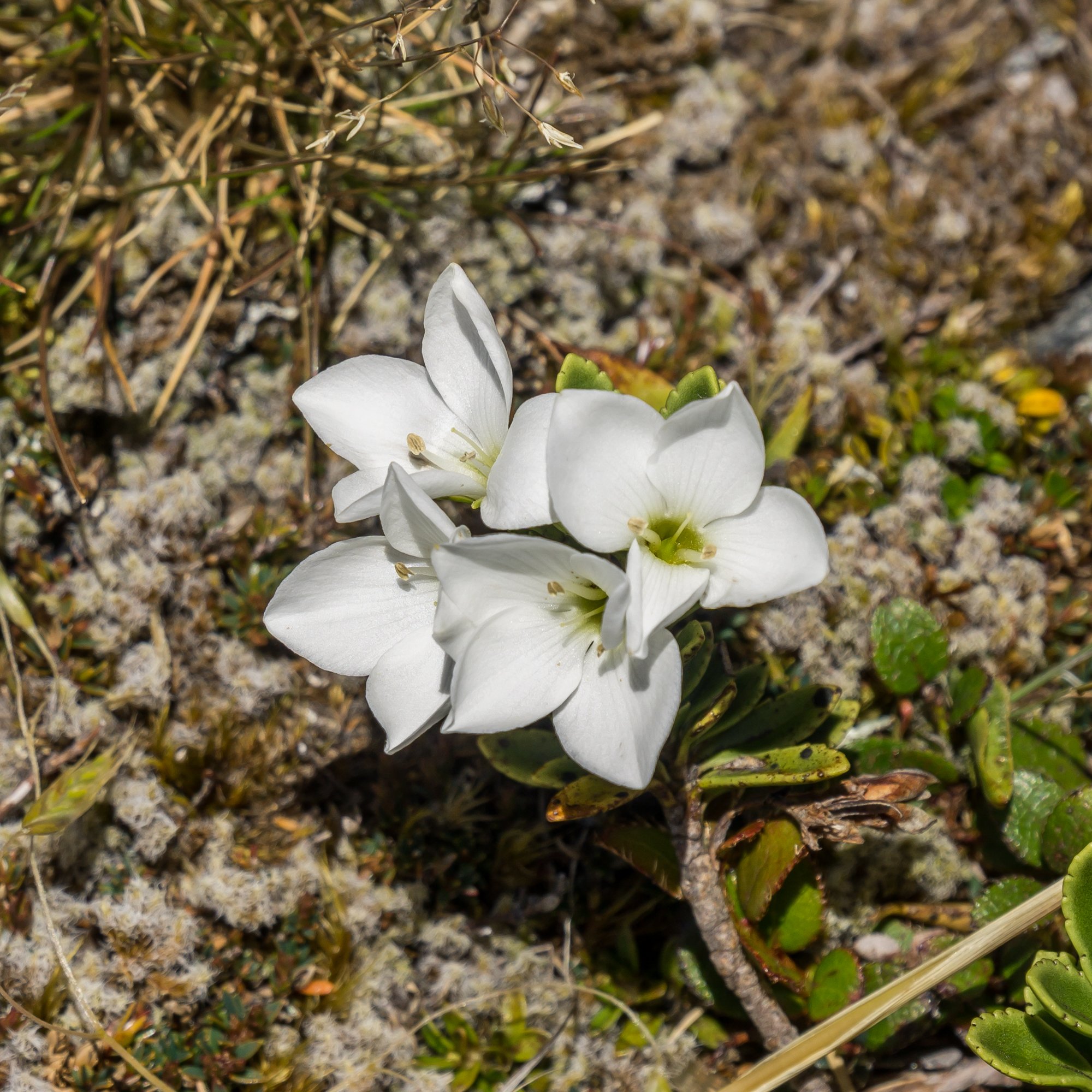 Large-flowered Hebe
(Veronica macrantha, Plantaginaceae)
Mt Alexander, West Coast, New Zealand