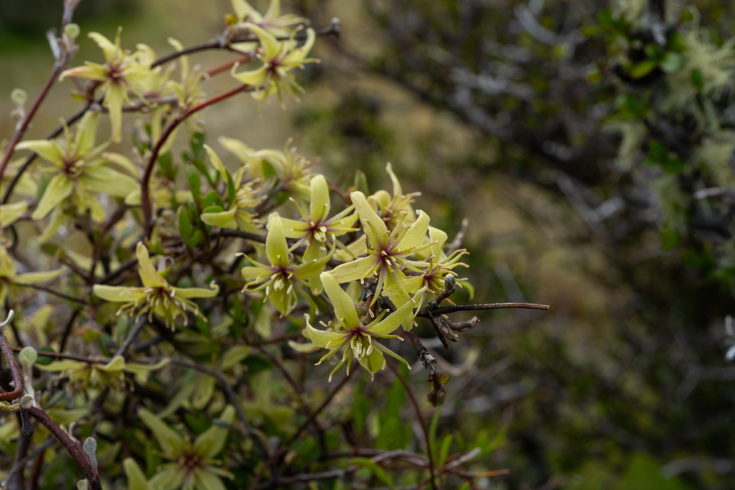 (Clematis marata, Ranunculaceae)
Red Hill, Canterbury, New Zealand