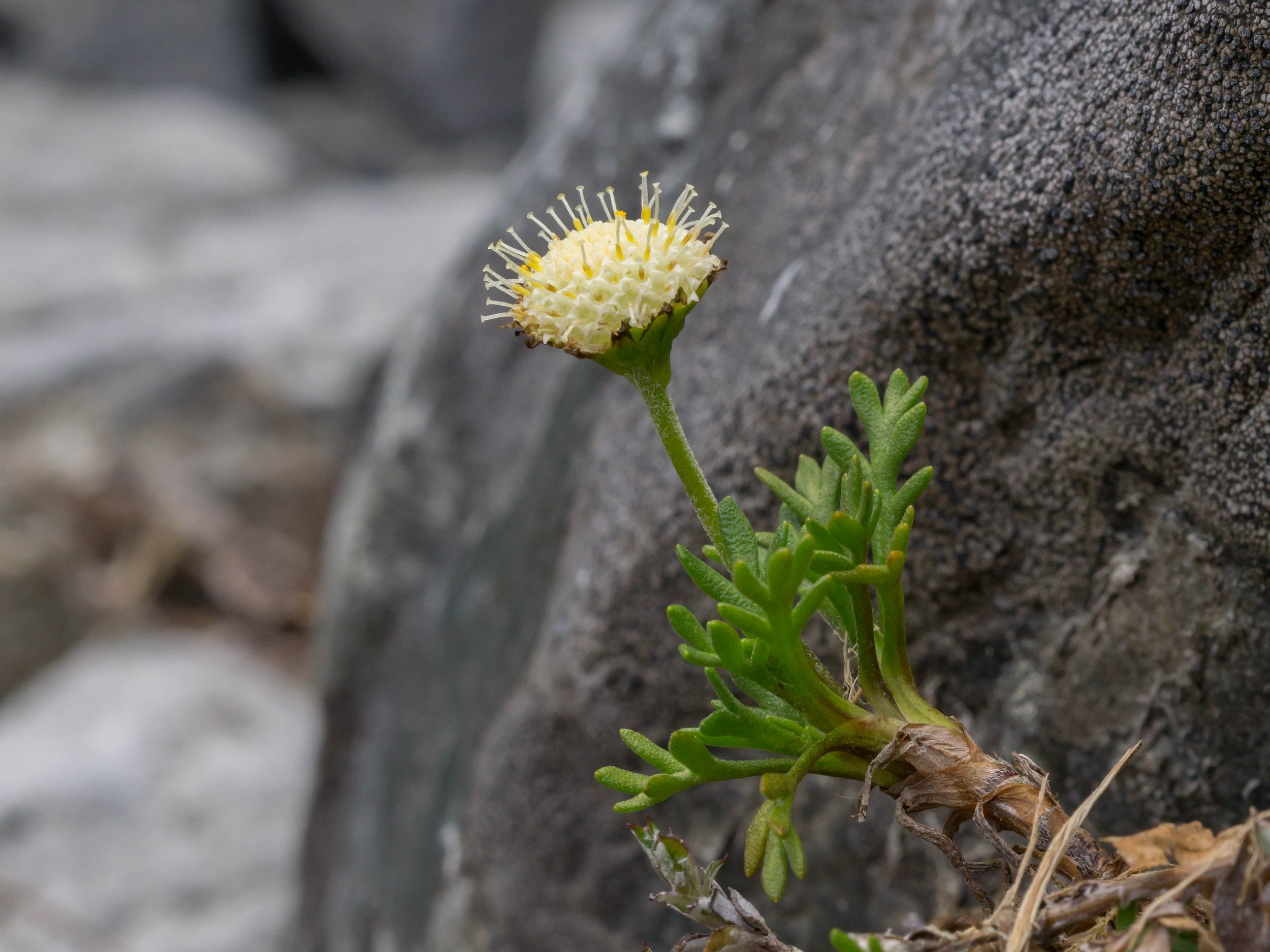 Miniature Brass-Buttons
(Leptinella sp., Asteraceae)
Castle Hill, Canterbury, New Zealand