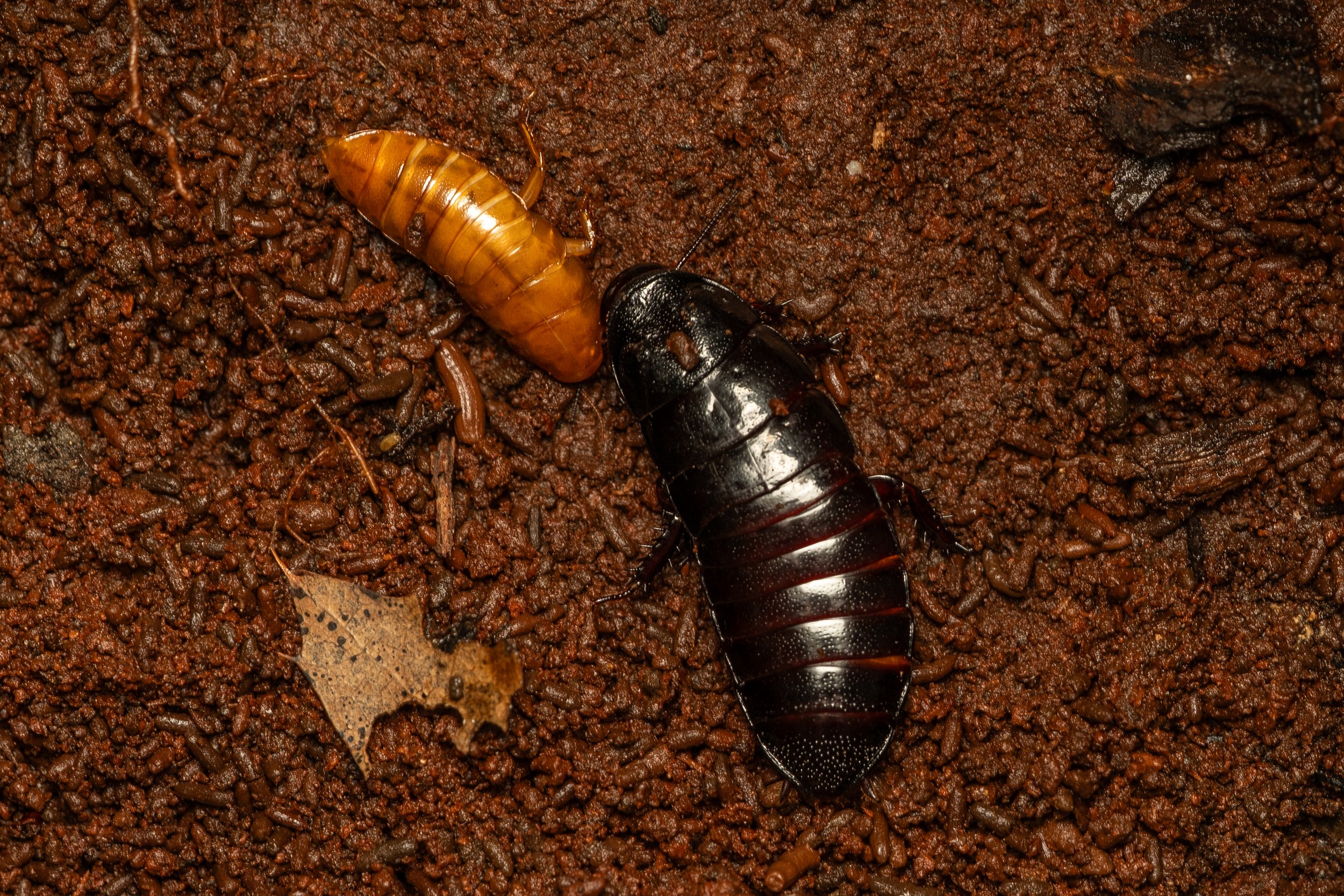Brown-hooded Cockroach
(Cryptocercus punctulatus, Cryptocercidae)
Oakmont, Pennsylvania
