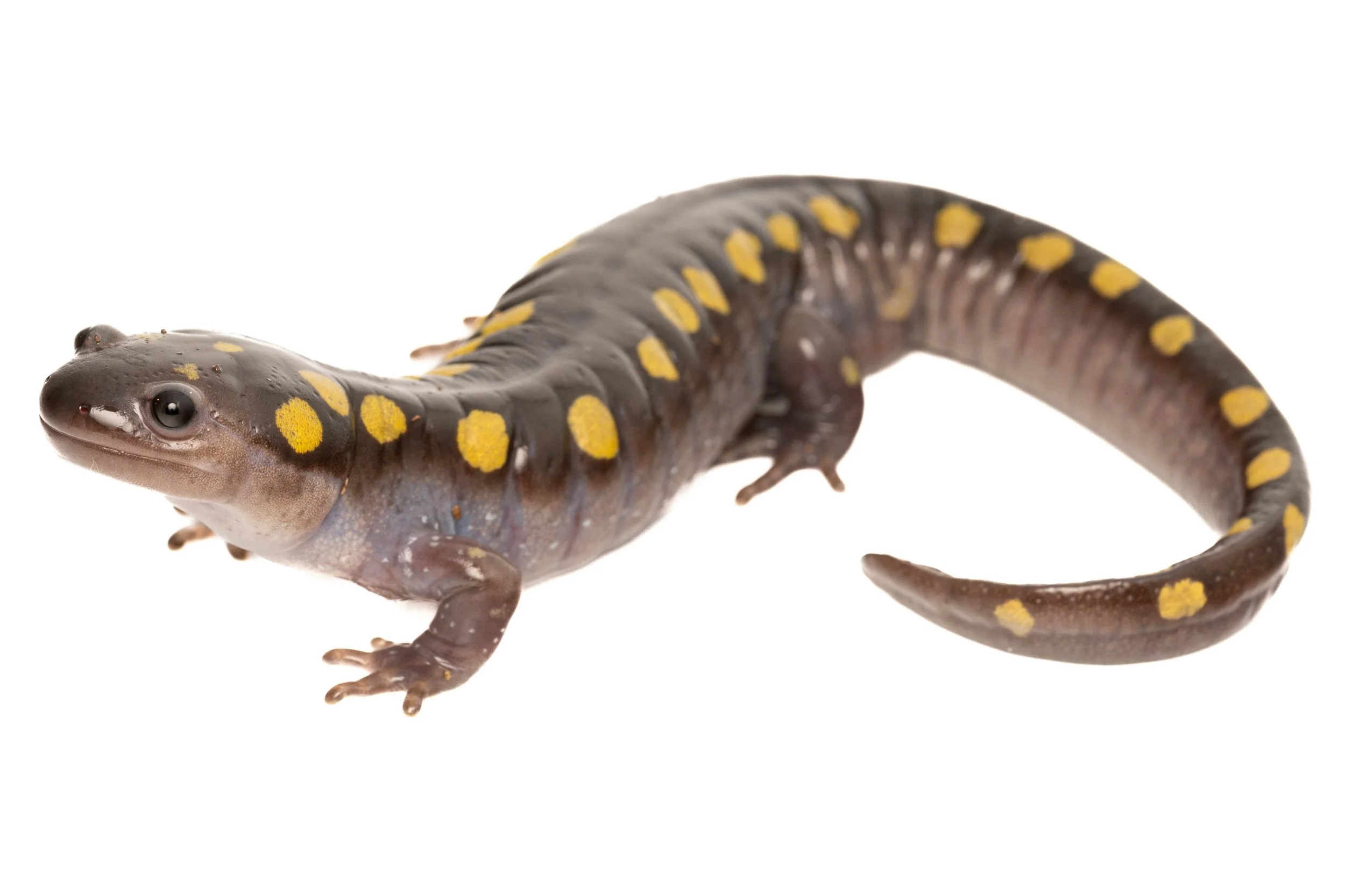 Spotted Salamander
(Ambystoma maculatum, Ambystomatidae)
Penn Hills Park, Pennsylvania