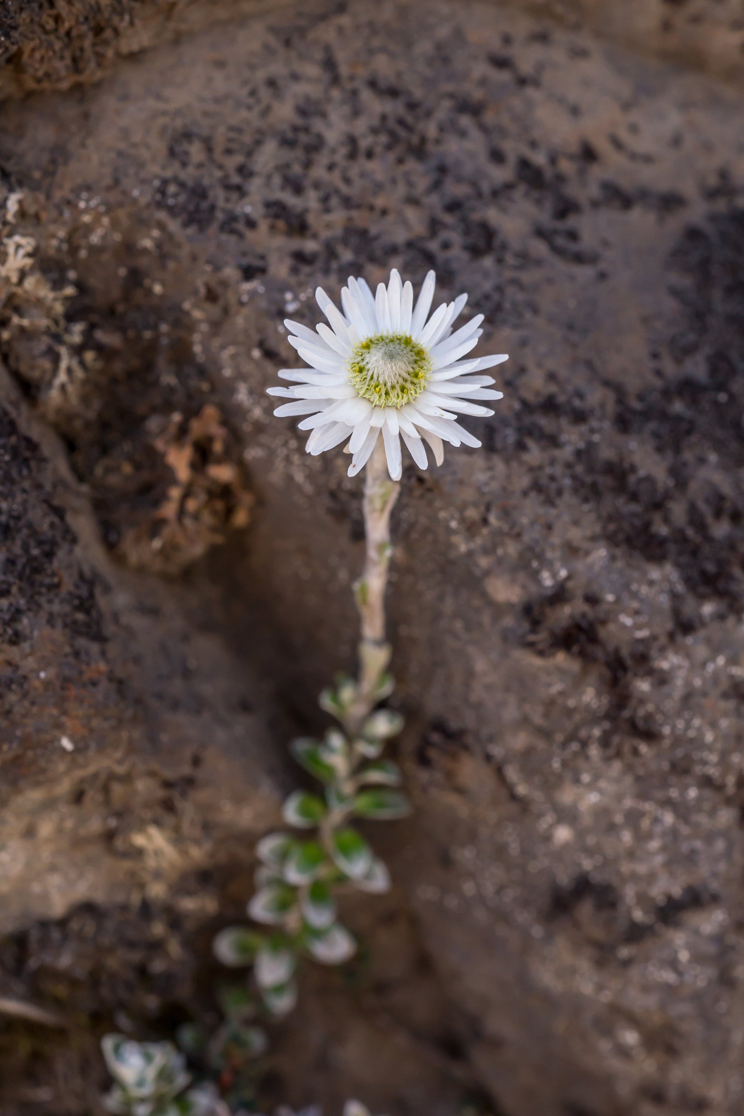 (Anaphalioides alpina, Asteraceae)
Tongariro, Manawatū-Whanganui, New Zealand