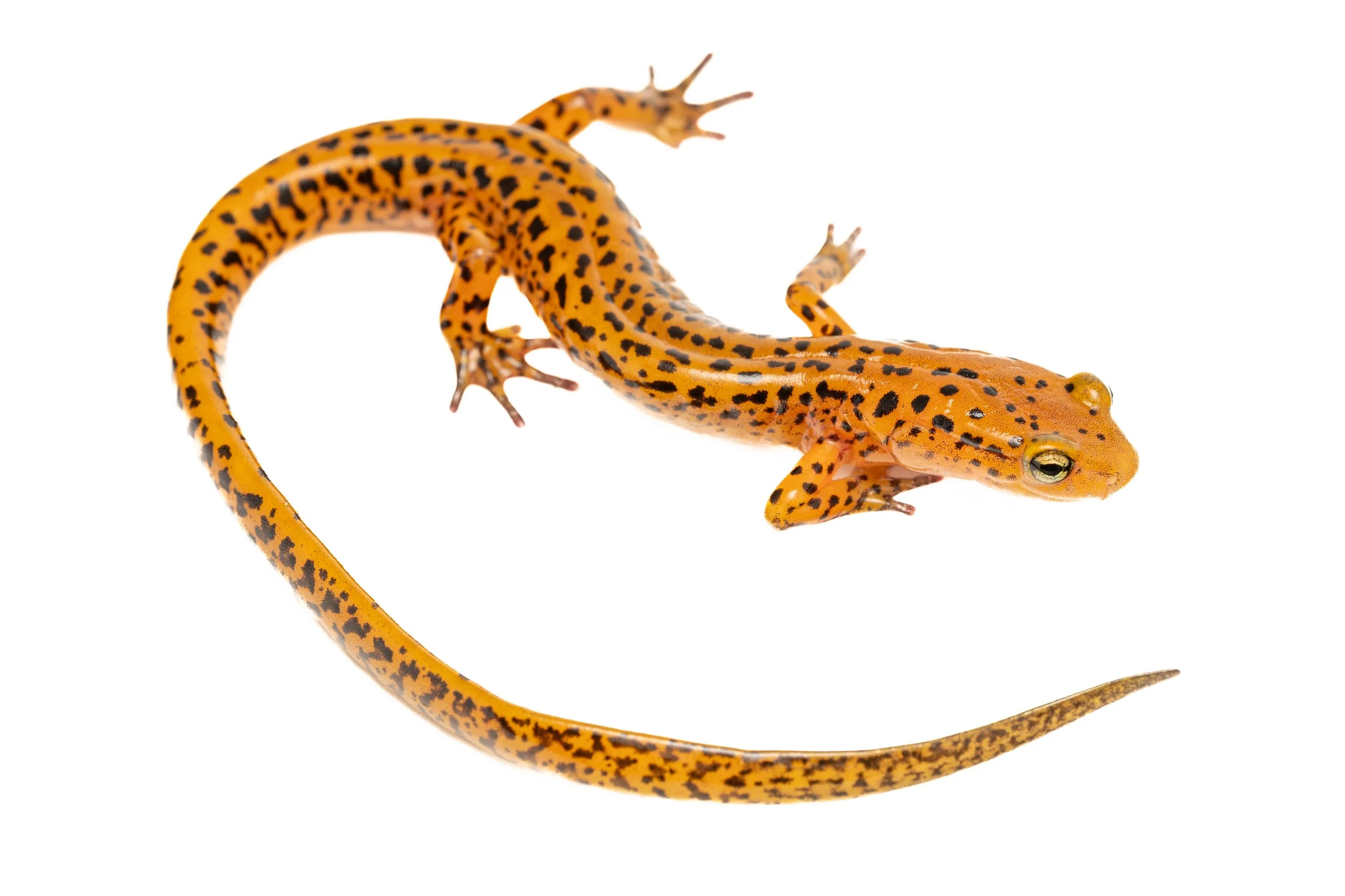 Long-tailed Salamander (Eurycea longicauda, Plethodontidae) Oakmont, Pennsylvania
