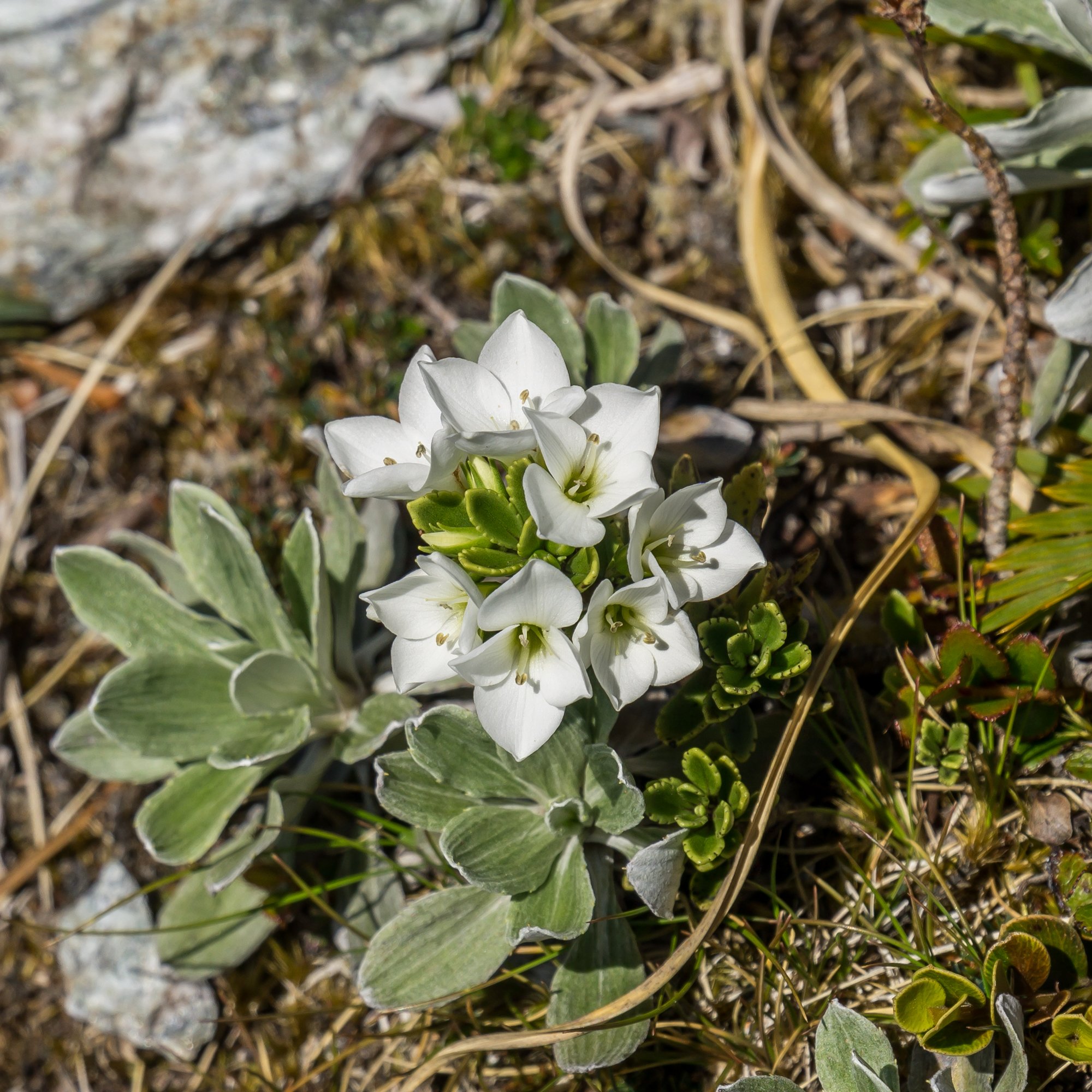 Large-flowered Hebe
(Veronica macrantha, Plantaginaceae)
Mt Alexander, West Coast, New Zealand