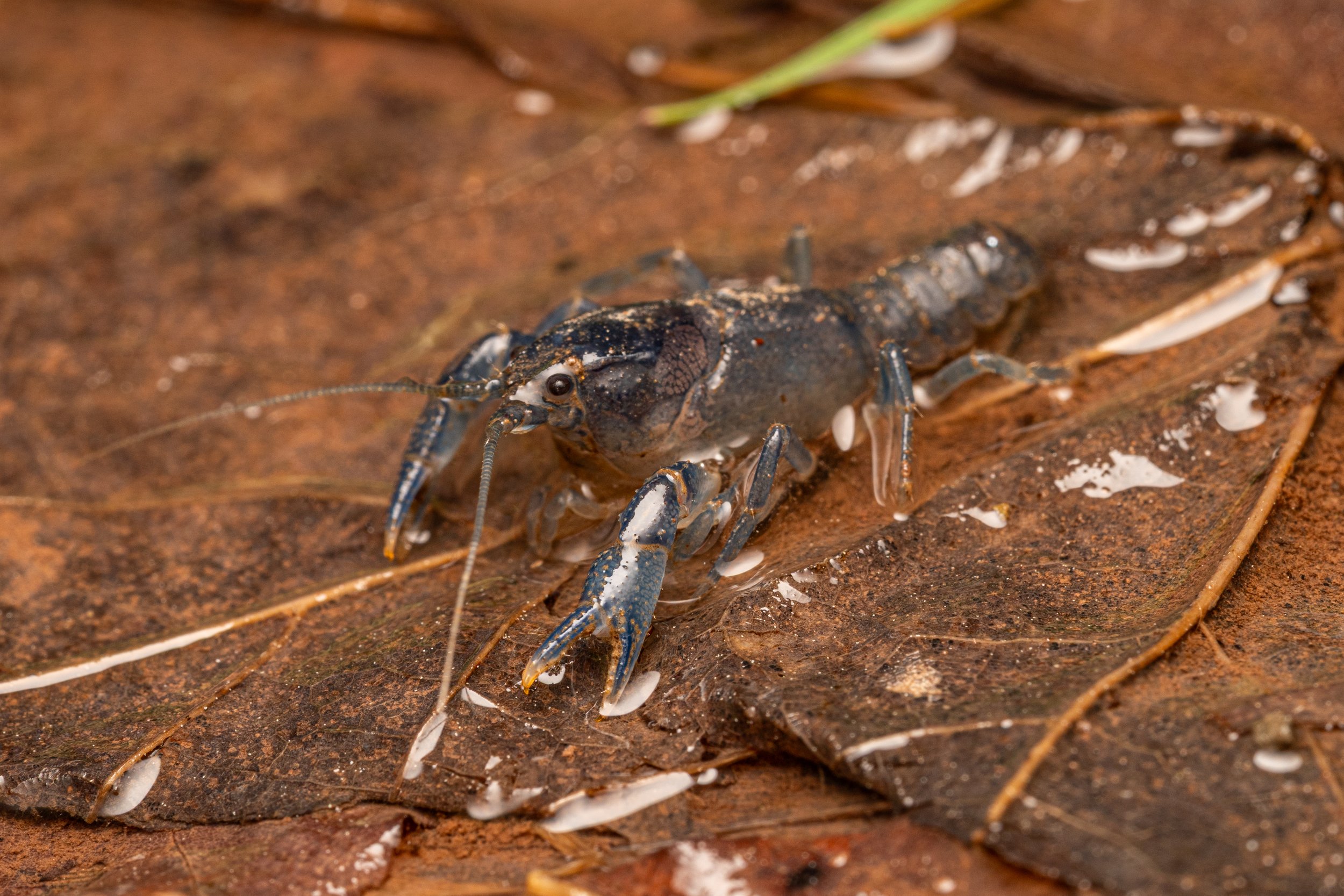 Allegheny Mountain Mudbug
(Cambarus fetzneri, Cambaridae)
Canaan Valley, West Virginia