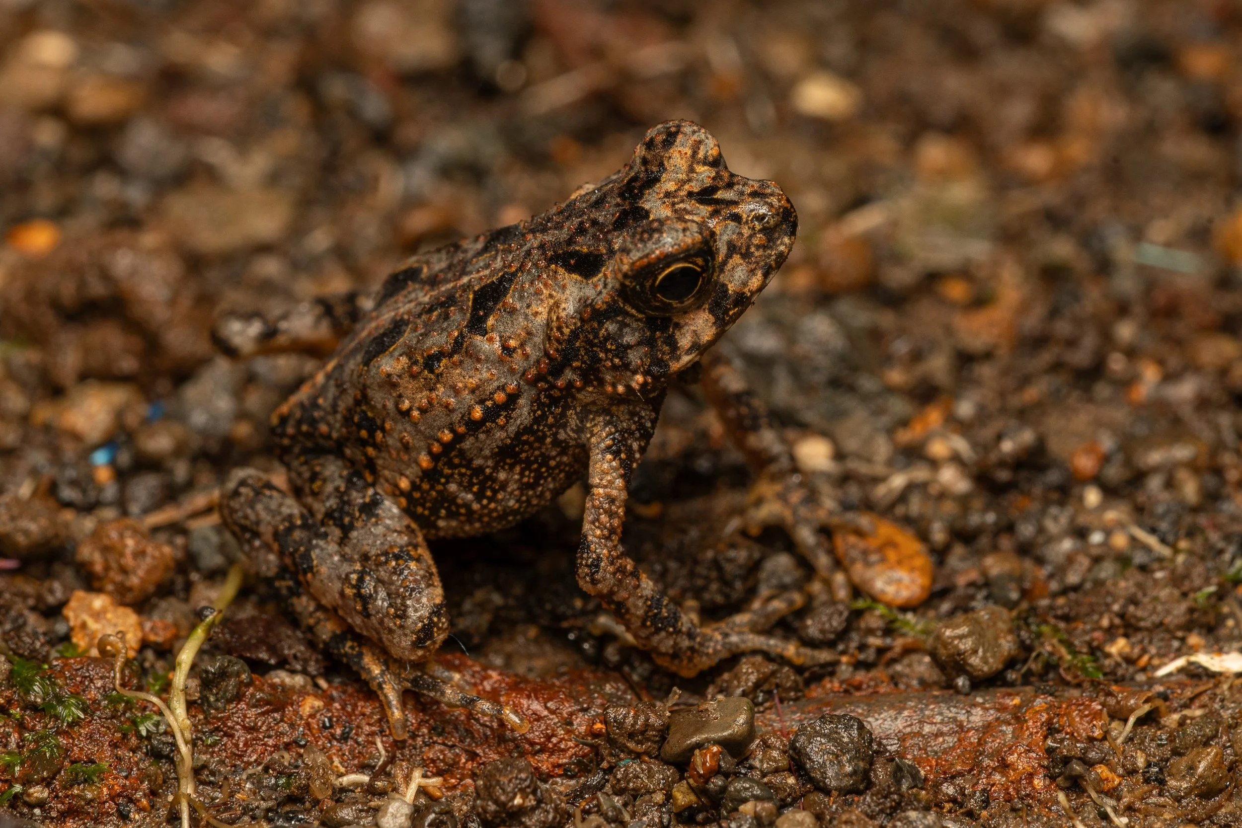 Central American Toads
(Incilius sp., Bufonidae)
Alajuela Province, Costa Rica