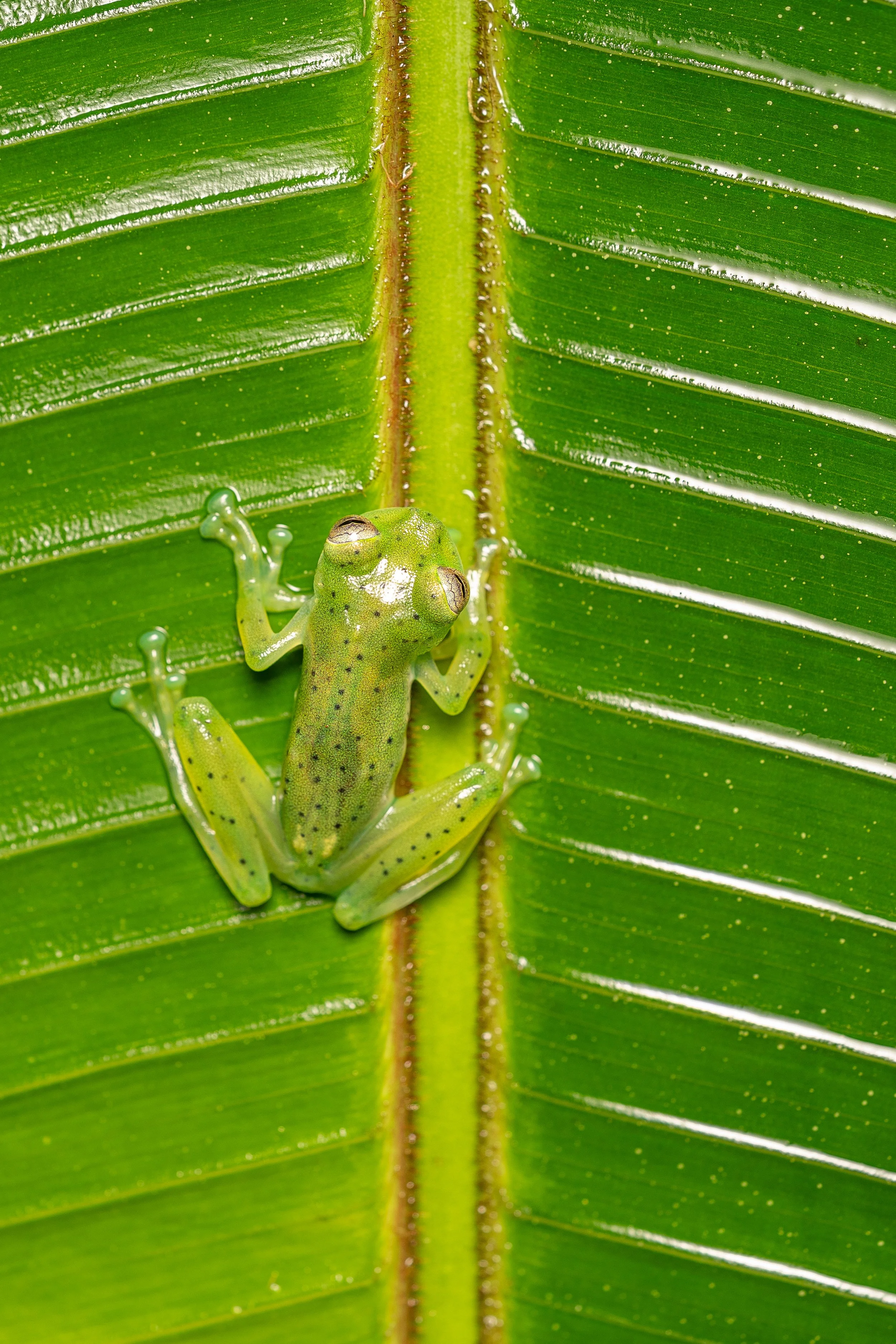 Emerald Glass Frog
(Espadarana prosoblepon, Centrolenidae)
Alajuela Province, Costa Rica