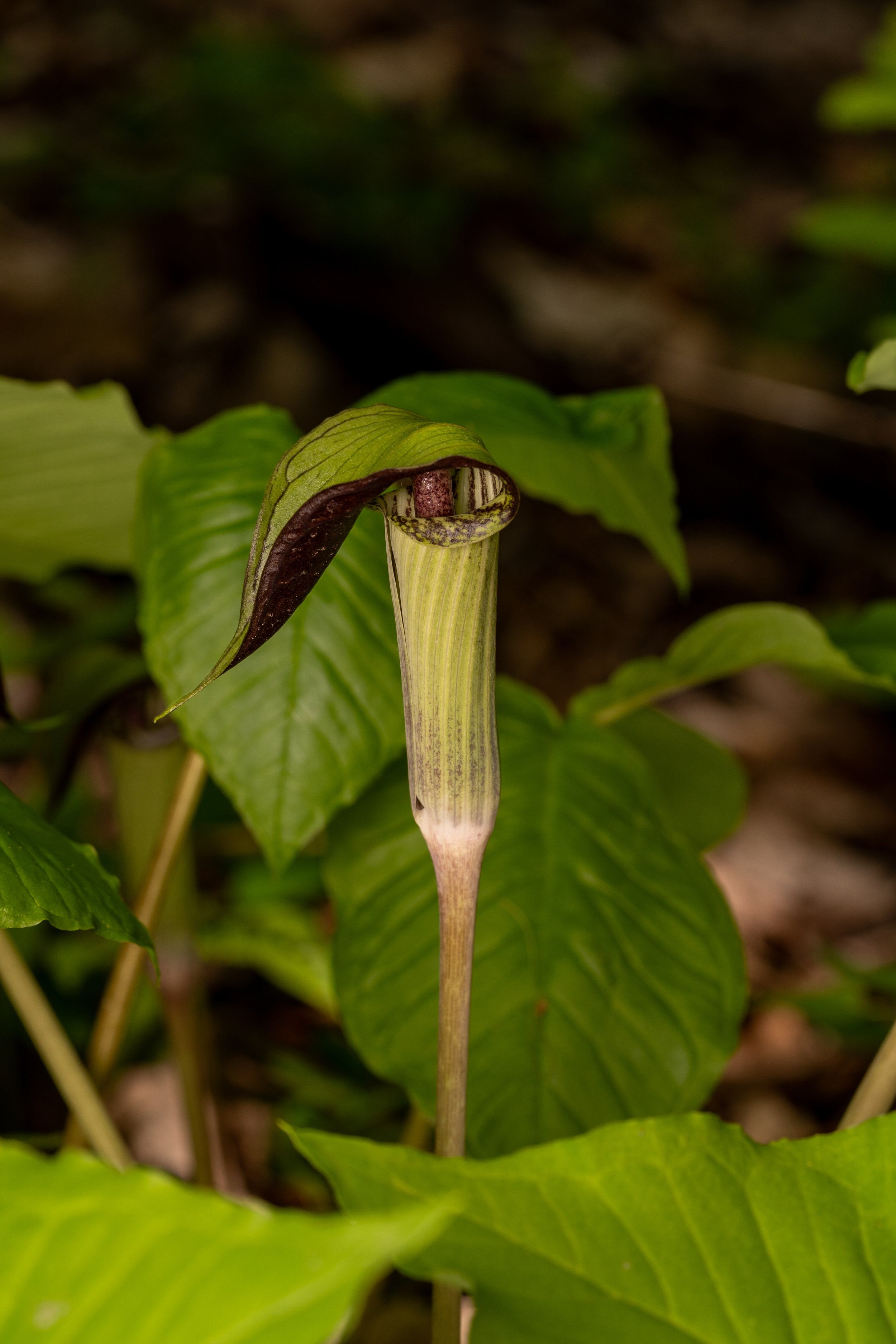 Jack-in-the-Pulpit
(Arisaema triphyllum, Araceae)
Oakmont, Pennsylvania