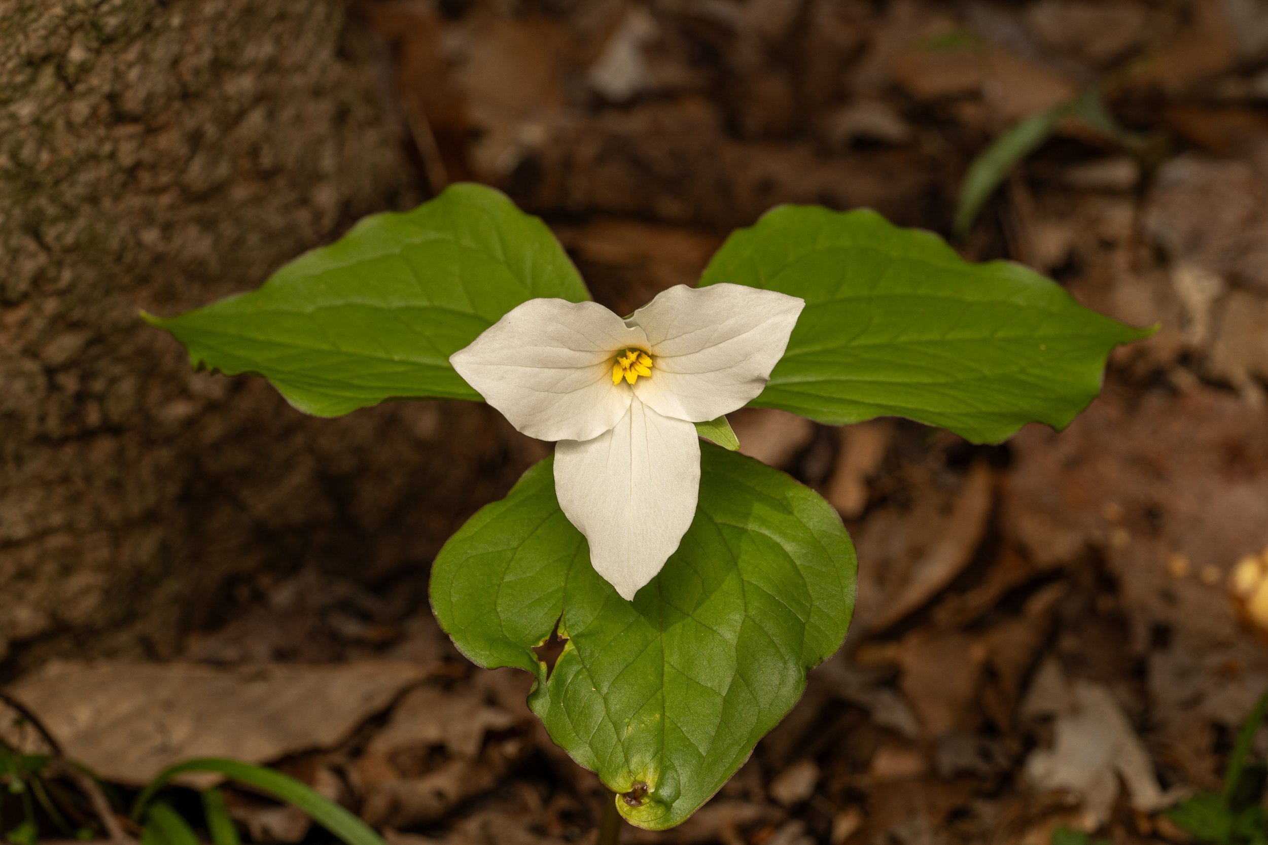 Large White Trillium
(Trillium grandiflorum, Melanthiaceae)
Oakmont, Pennsylvania