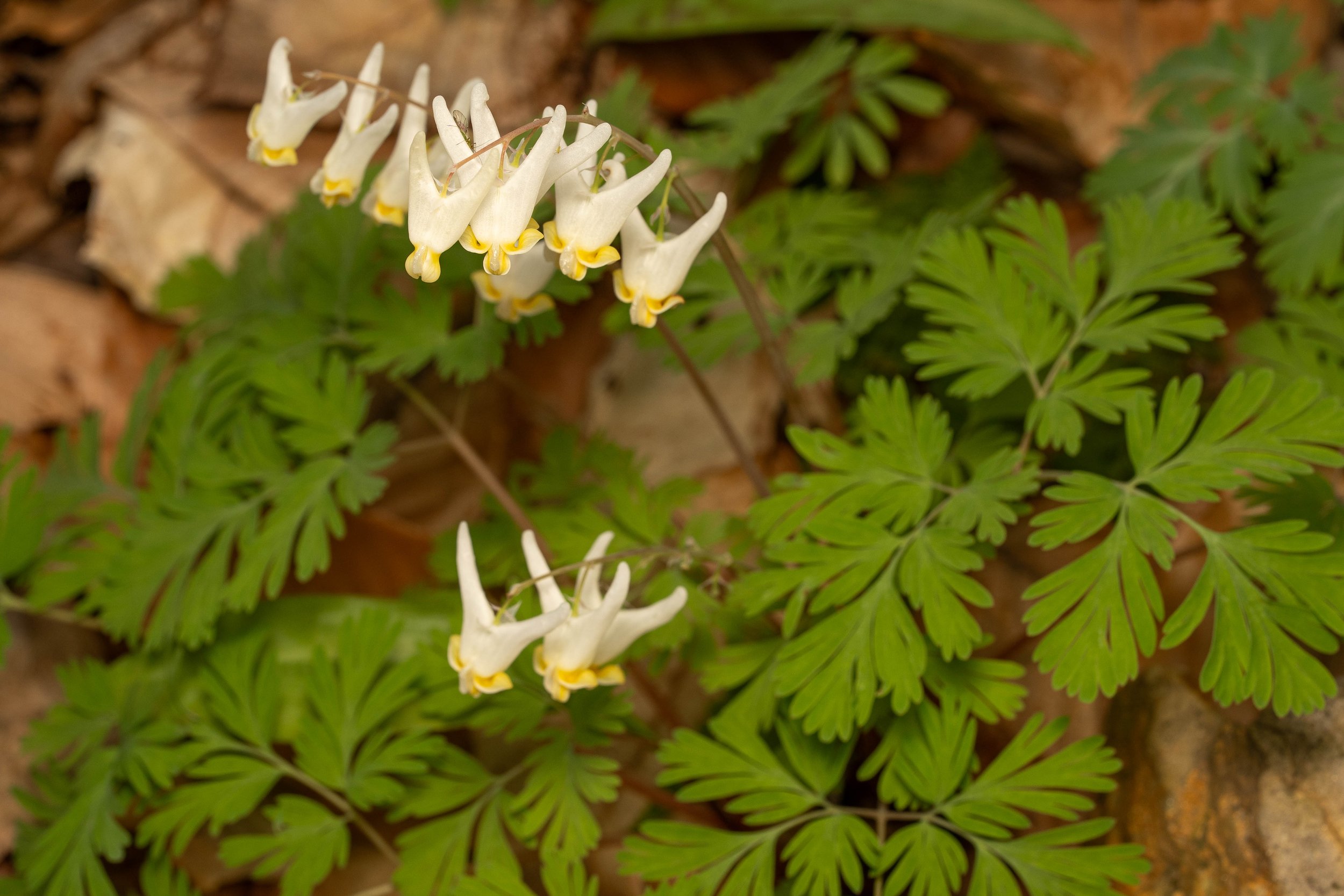 Dutchman's Breeches
(Dicentra cucullaria, Papaveraceae)
East Brady, Pennsylvania