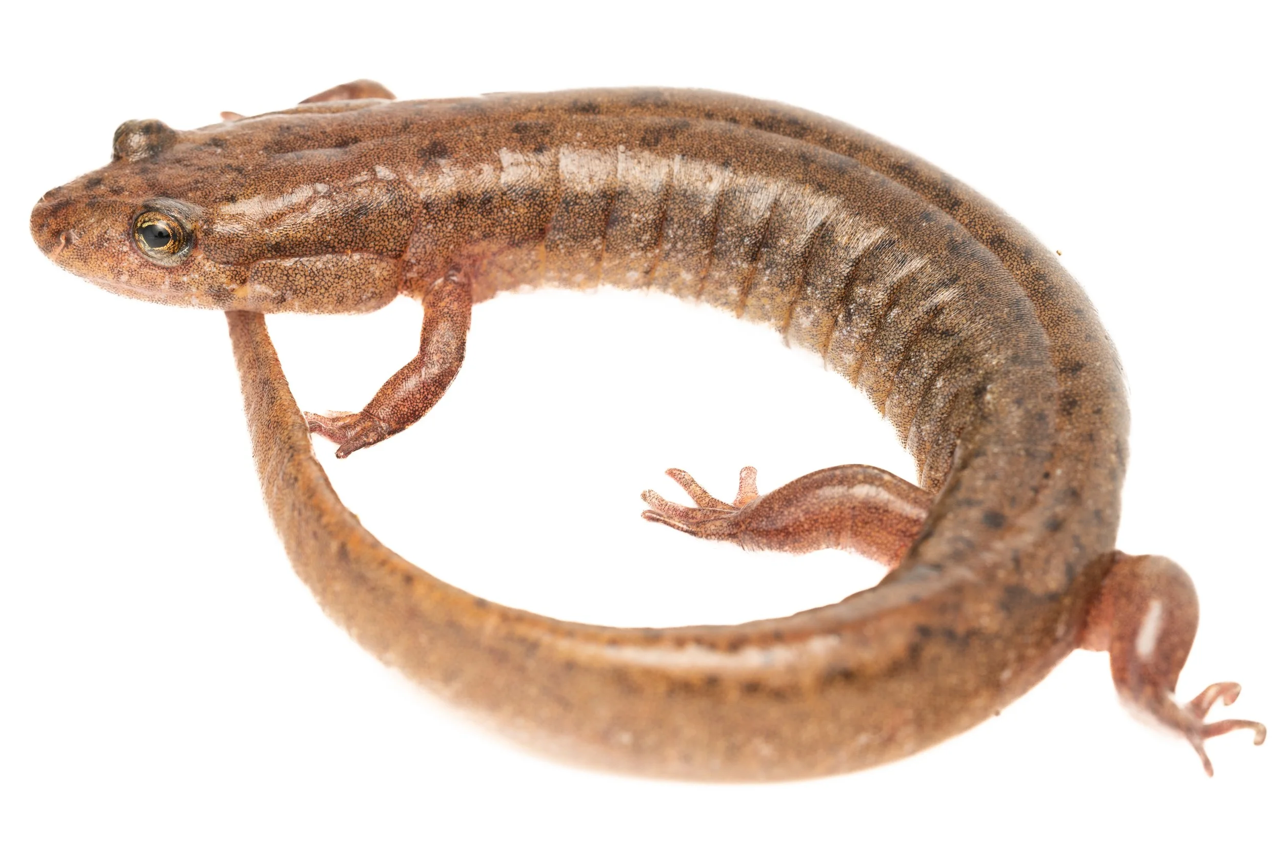 Northern Dusky Salamander (Desmognathus fuscus, Plethodontidae) Oakmont, Pennsylvania