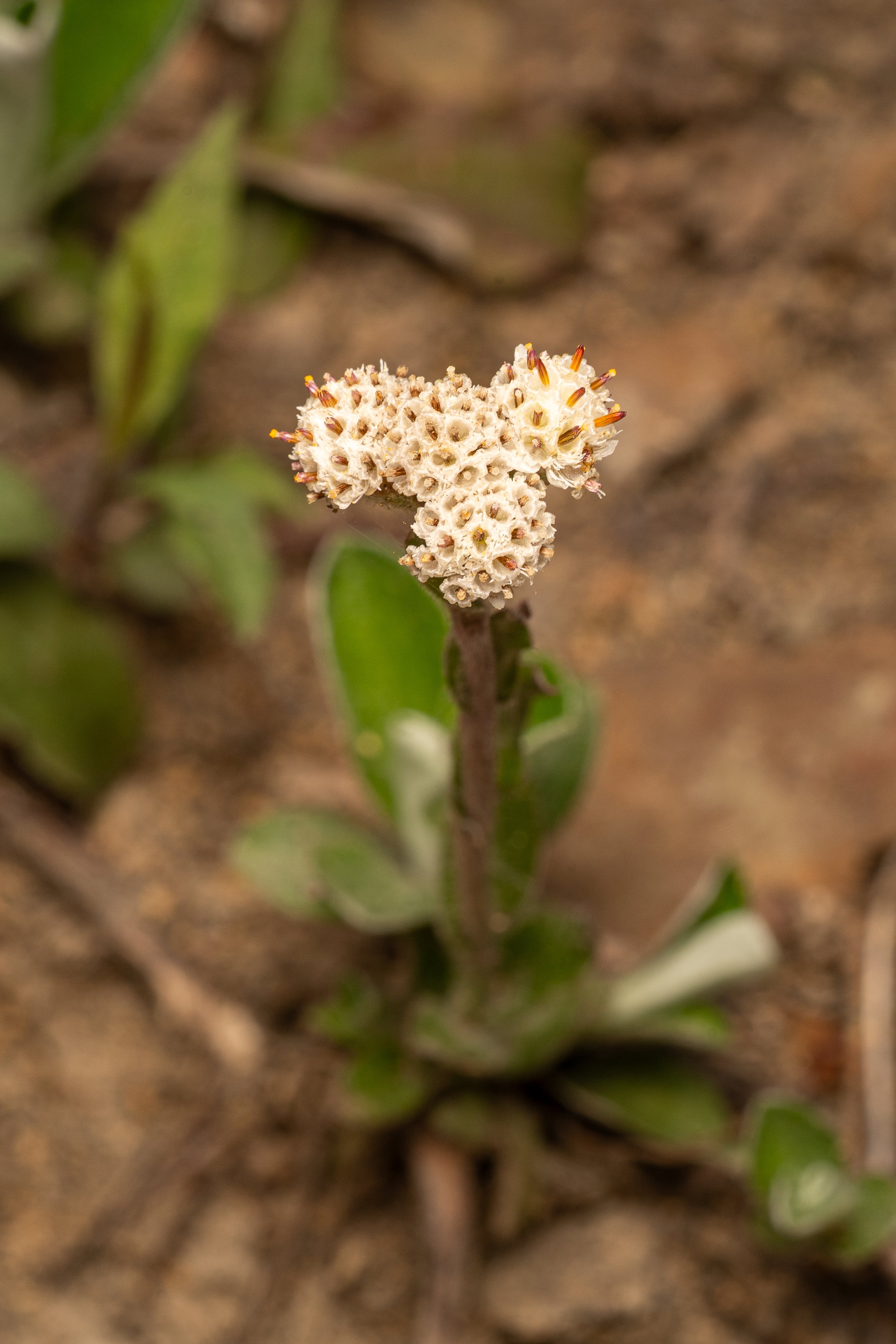 Plantain-leaved Pussytoes
(Antennaria plantaginifolia, Asteraceae)
Oakmont, Pennsylvania