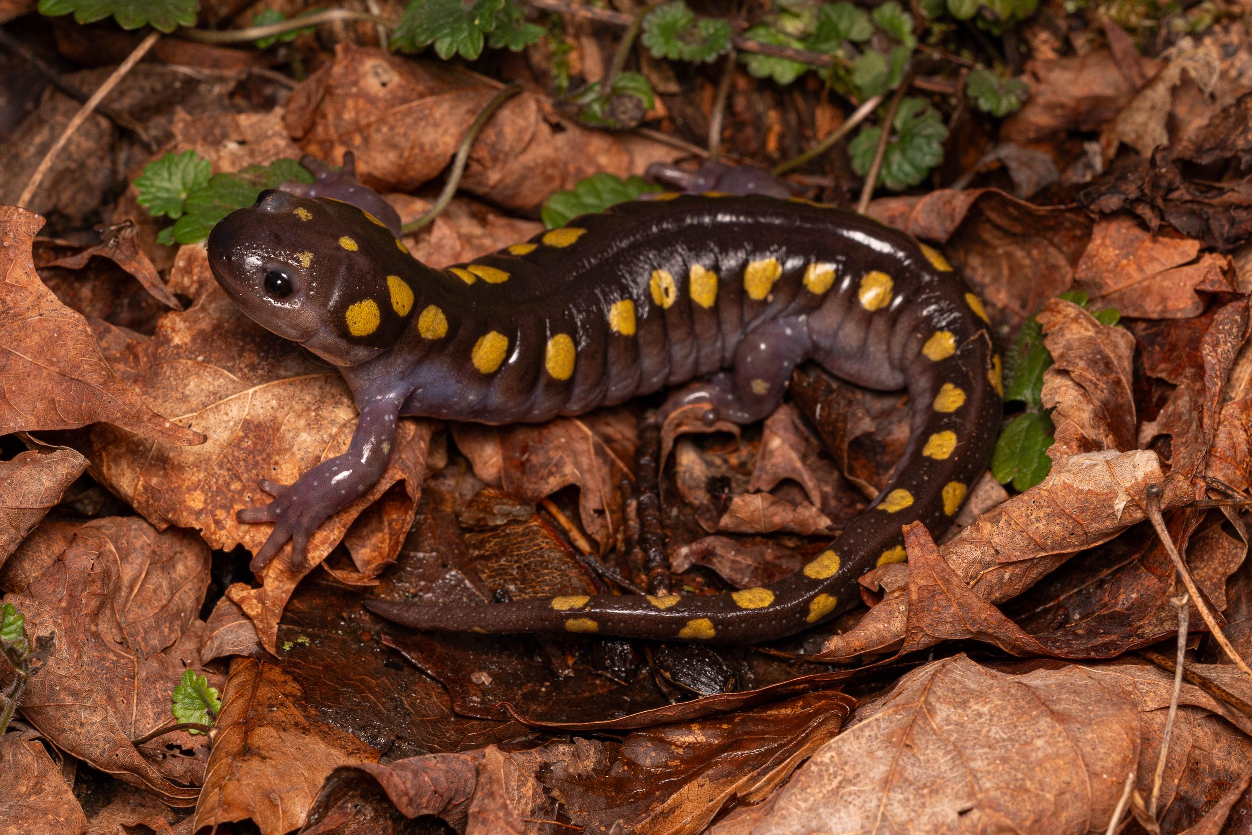 Spotted Salamander
(Ambystoma maculatum, Ambystomatidae)
Penn Hills Park, Pennsylvania