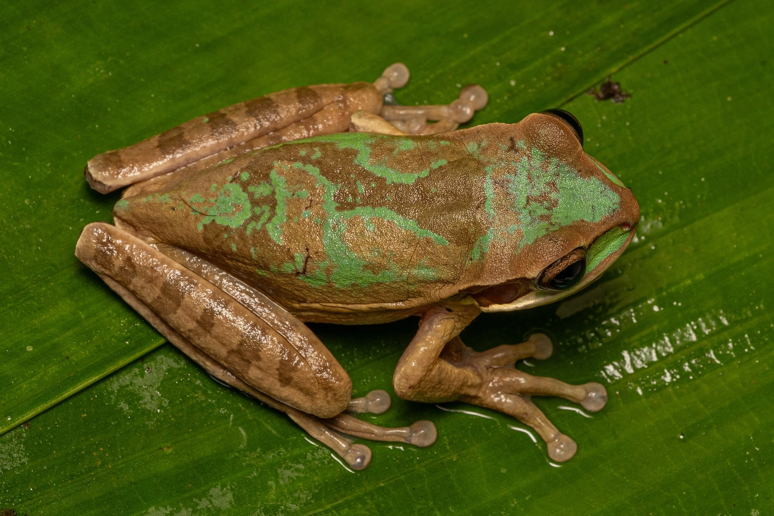 Masked Tree Frog
(Smilisca phaeota, Hylidae)
Alajuela Province, Costa Rica