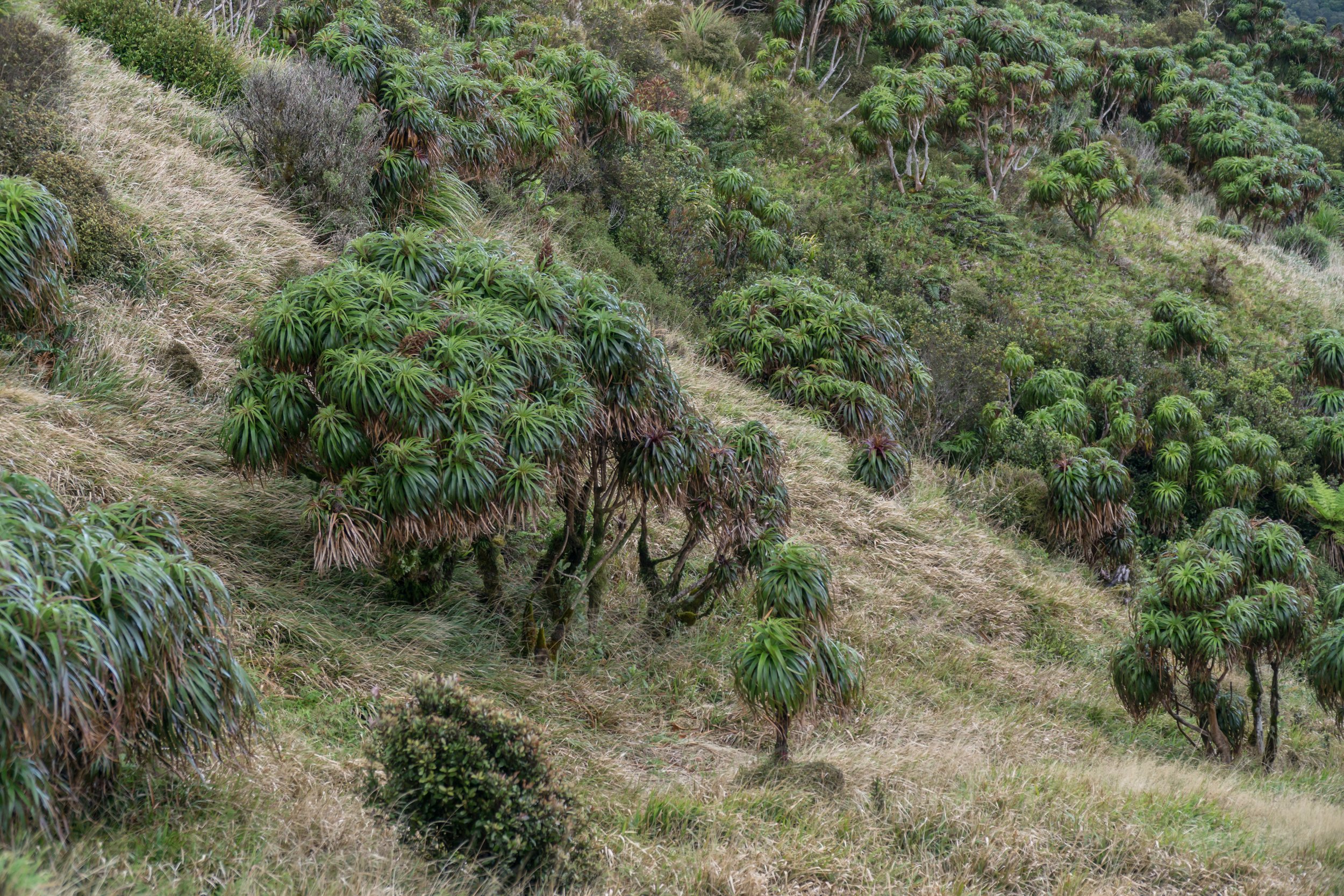 Mountain Neinei
(Dracophyllum traversii, Ericaceae)
Moehau, Waikato, New Zealand