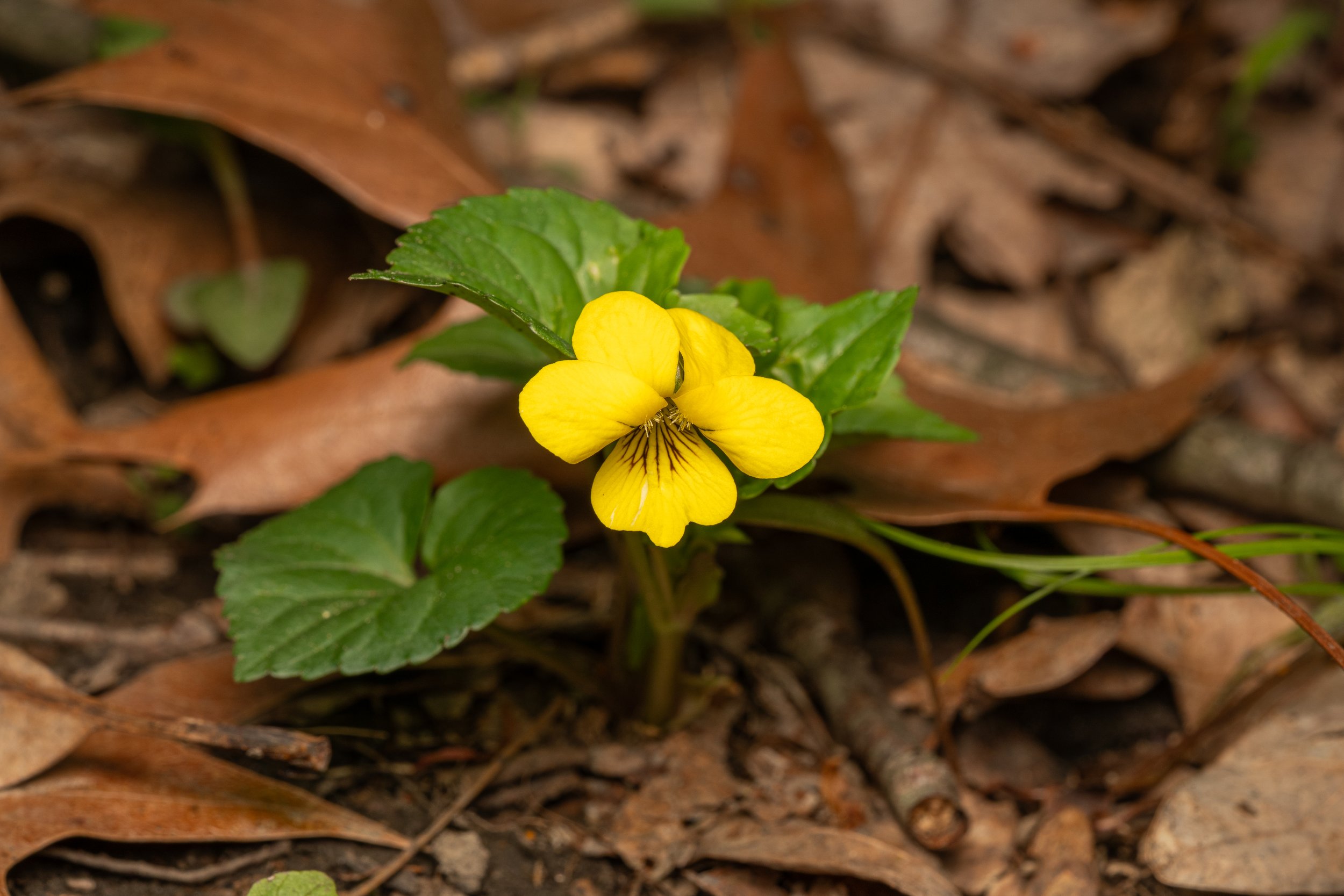 Smooth Yellow Violet
(Viola eriocarpa, Violaceae)
Oakmont, Pennsylvania