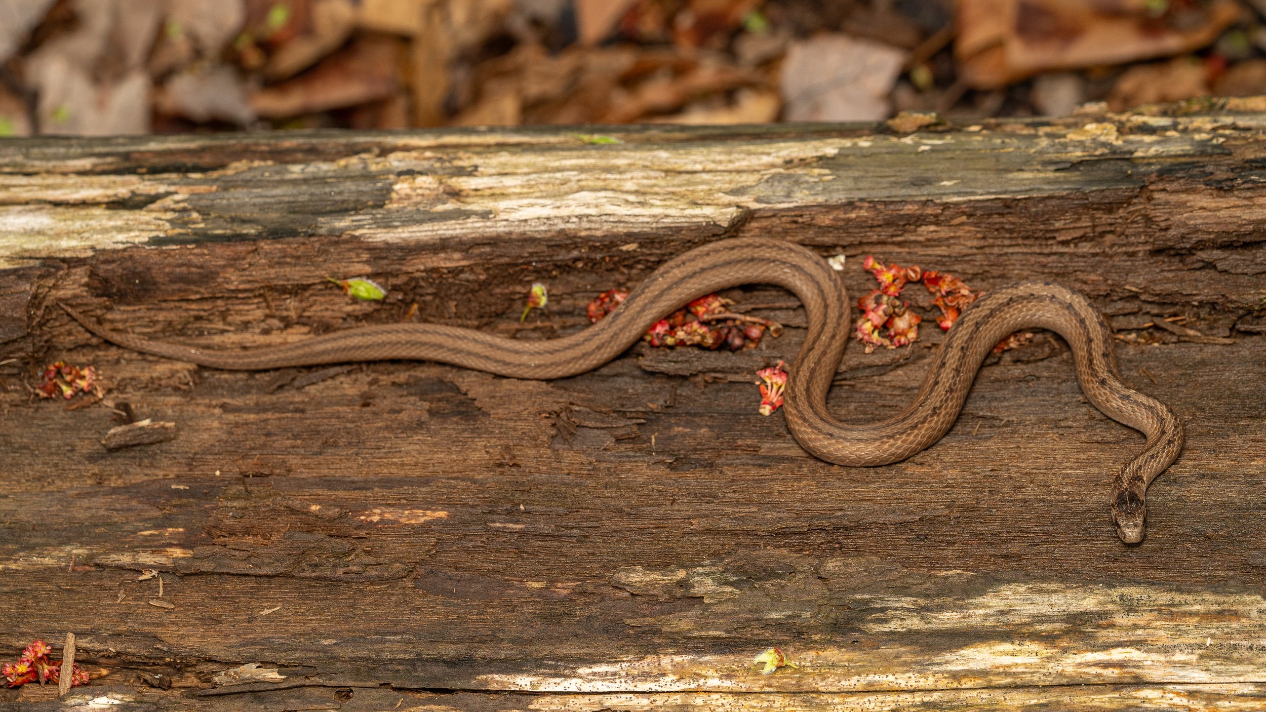 DeKay's Brownsnake
(Storeria dekayi, Colubridae)
Oakmont, Pennsylvania