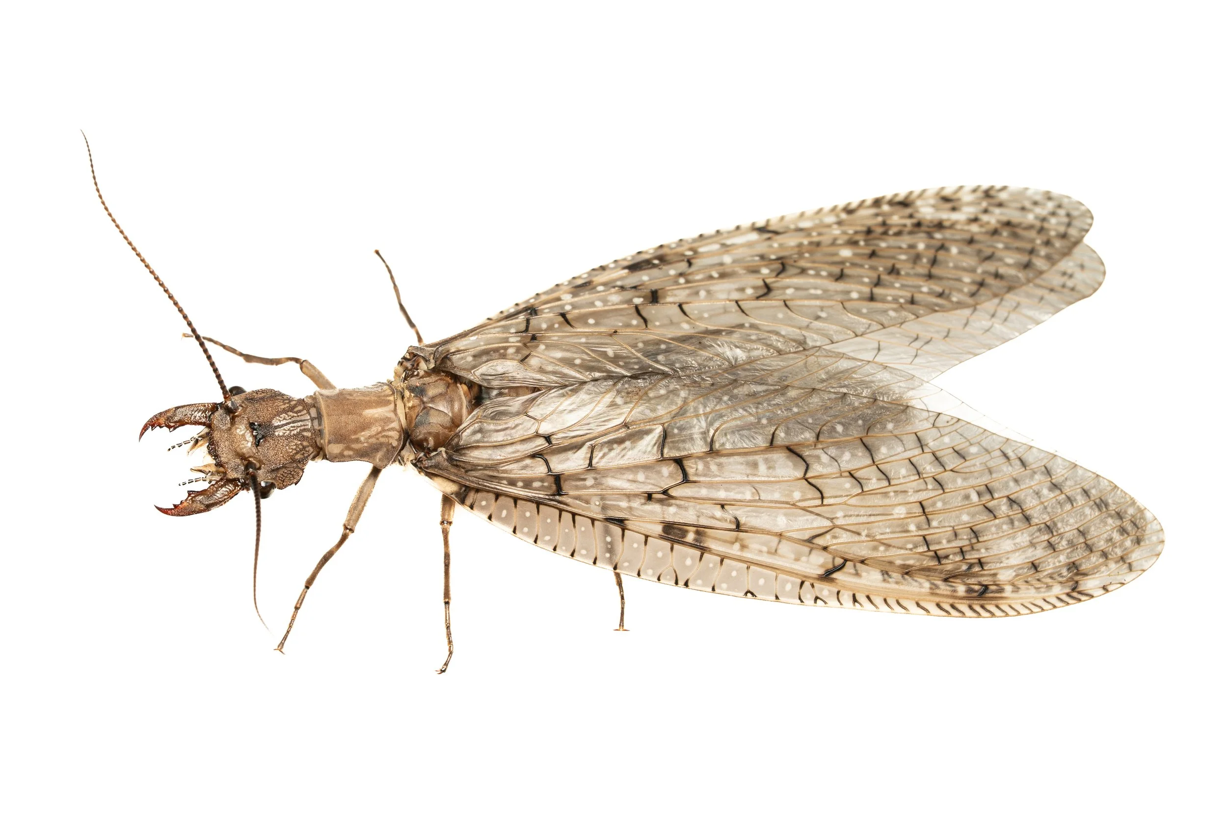 Eastern Dobsonfly (Corydalus cornutus, Corydalidae) East Brady, Pennsylvania