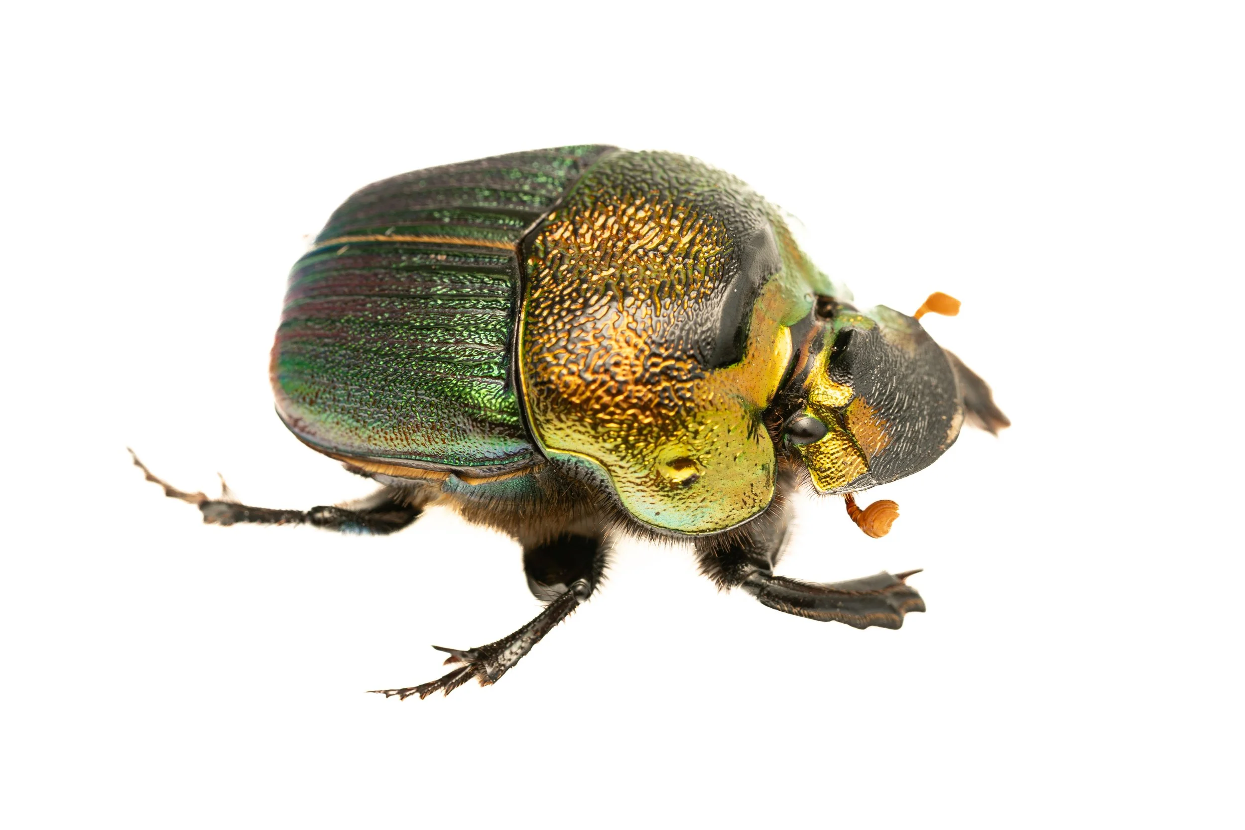 Rainbow Scarab
(Phanaeus vindex, Scarabaeidae)
Oakmont, Pennsylvania