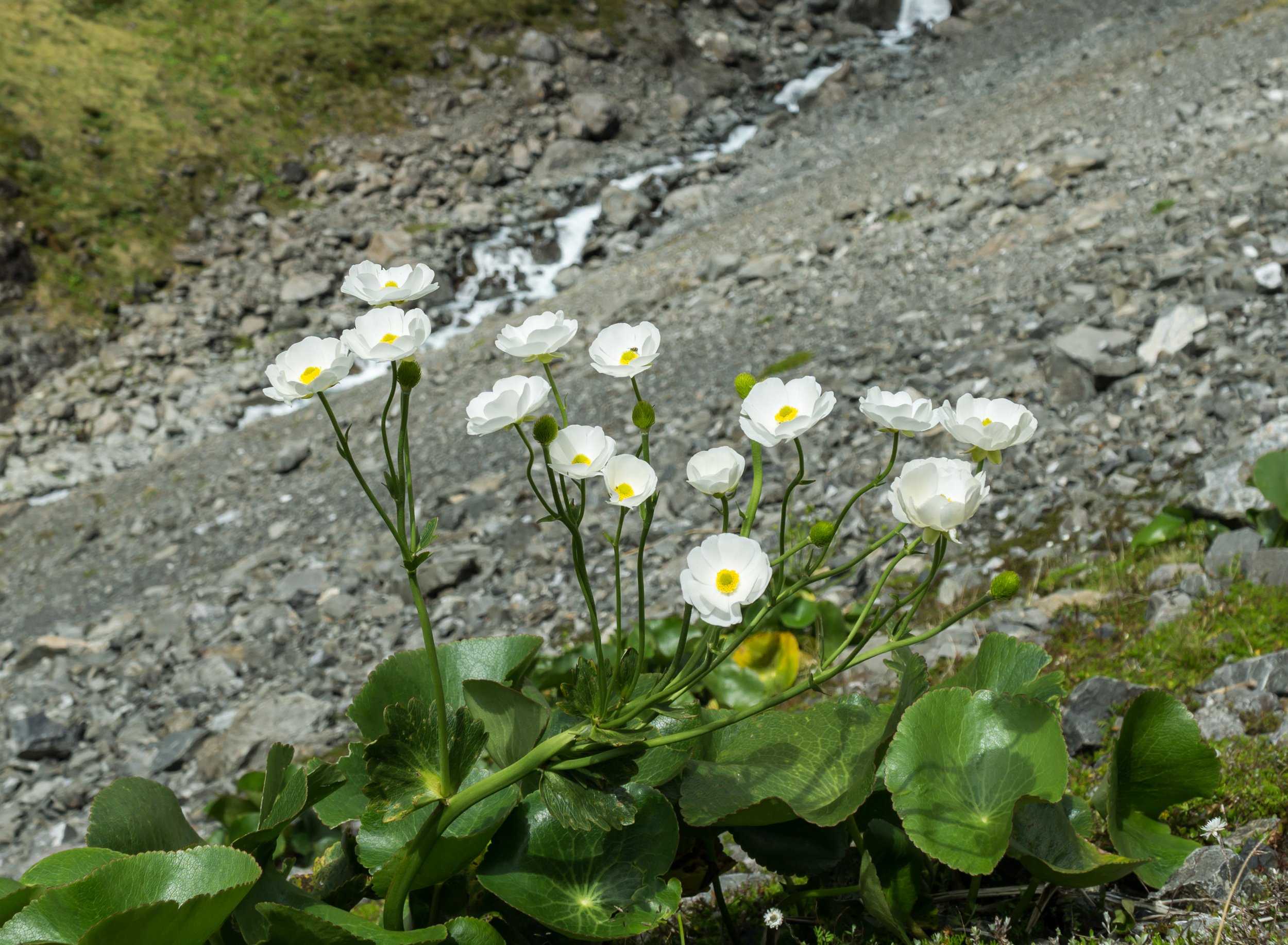 Mount Cook Lily
(Ranunculus lyallii, Ranunculaceae)
Arthur's Pass, West Coast, New Zealand