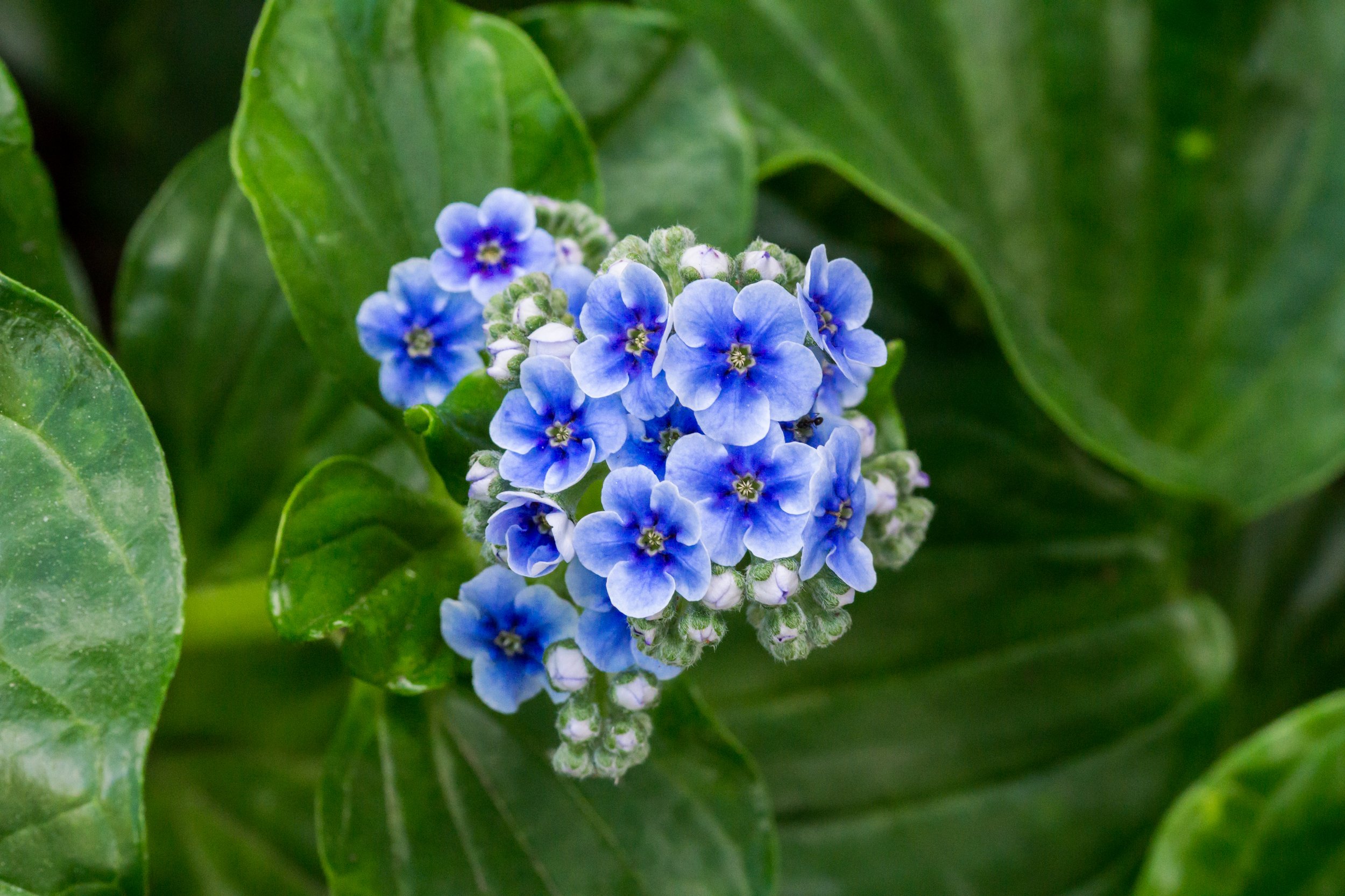 Kopakopa / Chatham Island Forget-me-not
(Myosotidium hortensia, Boraginaceae)
Garden, New Zealand