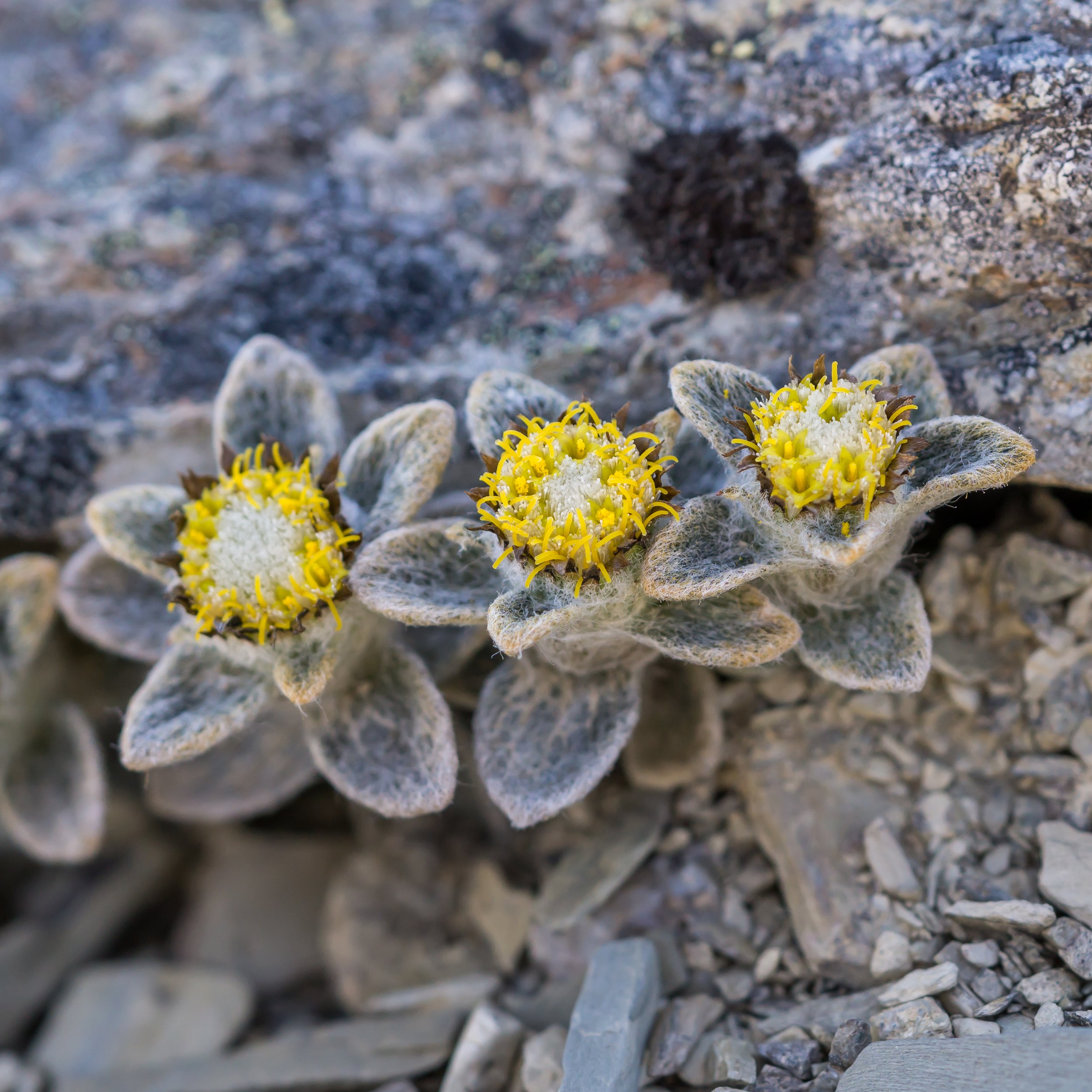 Sinclair’s Haastia
(Haastia sinclairii, Asteraceae)
Richmond Range, Tasman, New Zealand