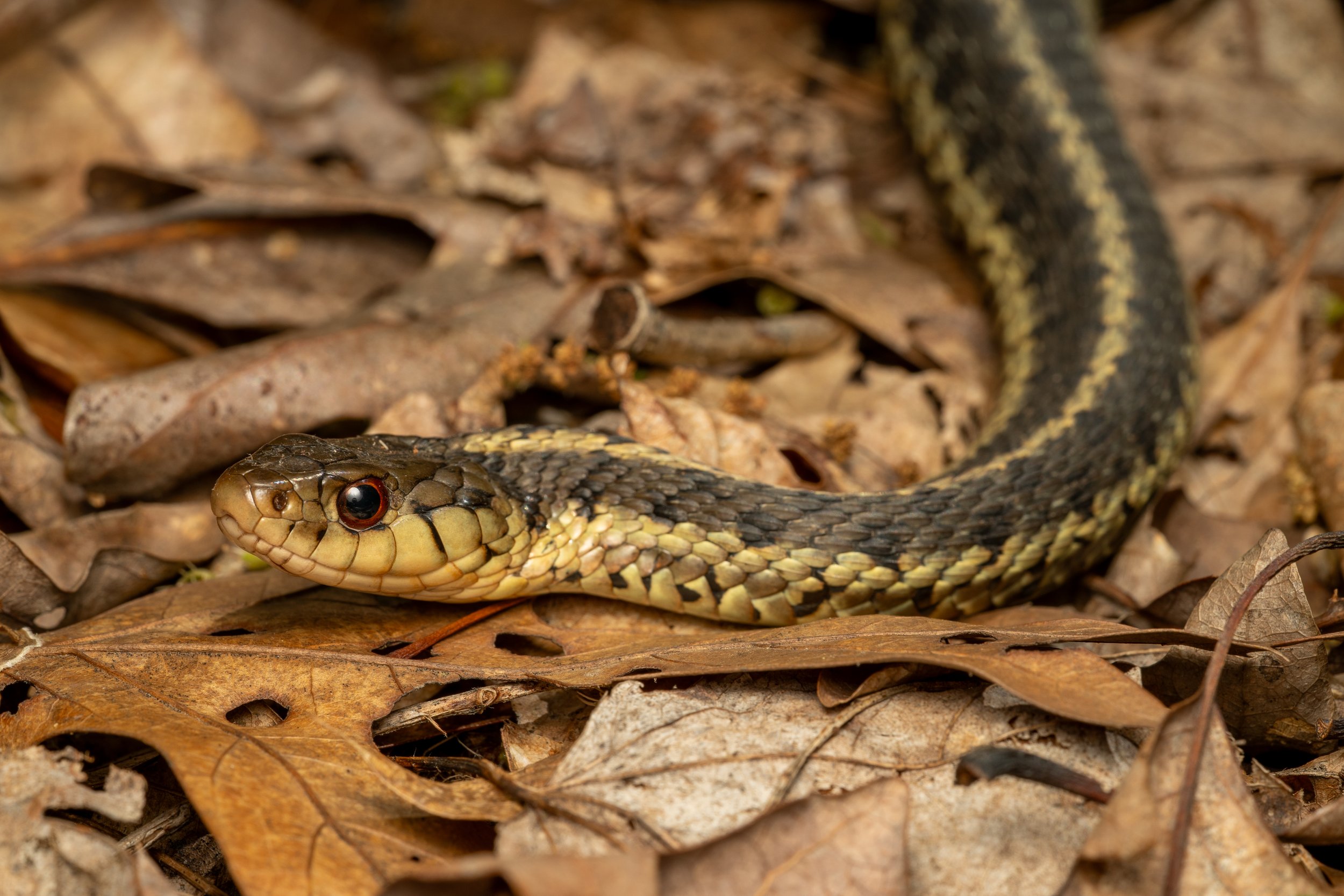 Eastern Garter Snake
(Thamnophis sirtalis ssp. sirtalis, Colubridae)
Oakmont, Pennsylvania