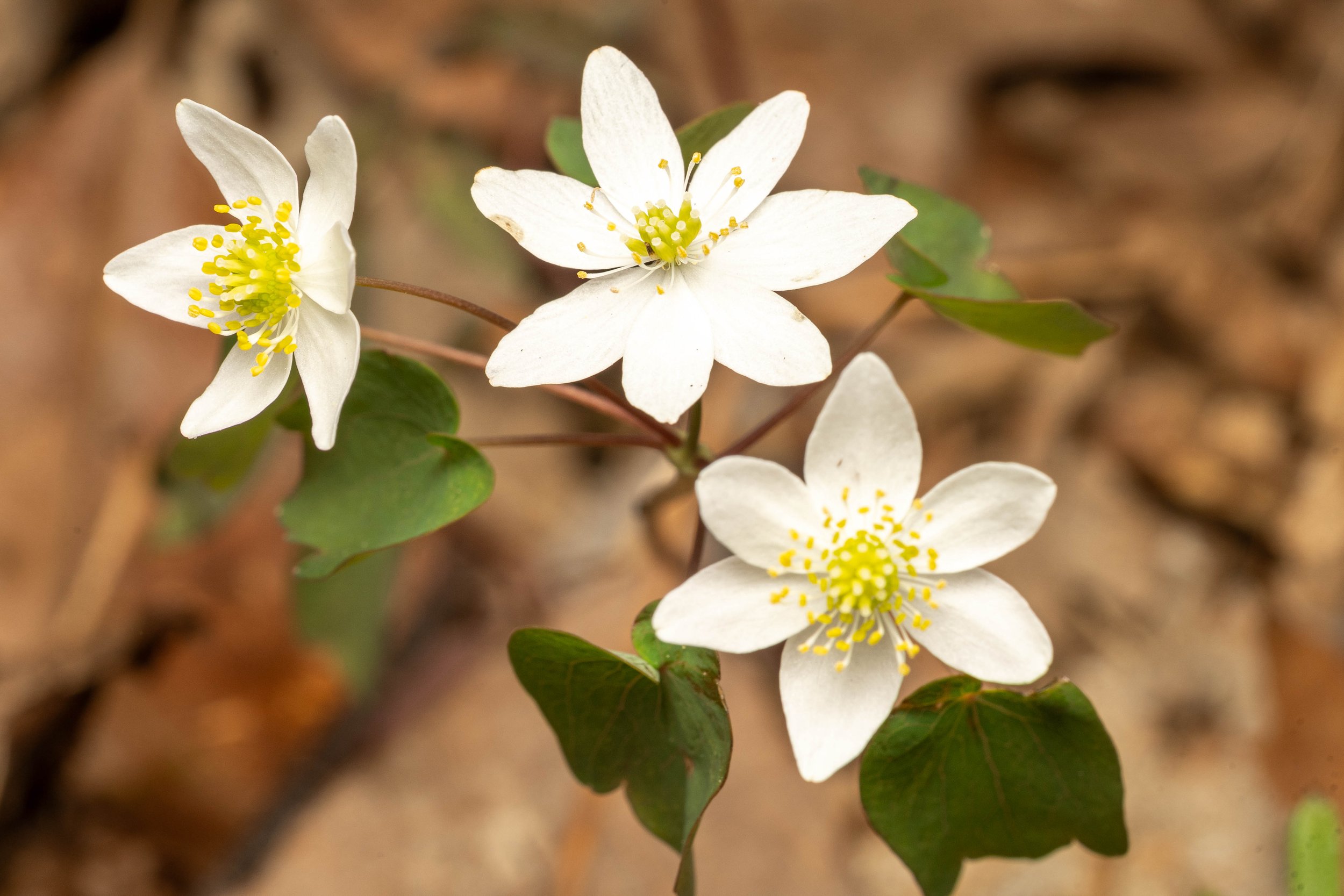 Rue Anemone
(Thalictrum thalictroides, Ranunculaceae)
Oakmont, Pennsylvania