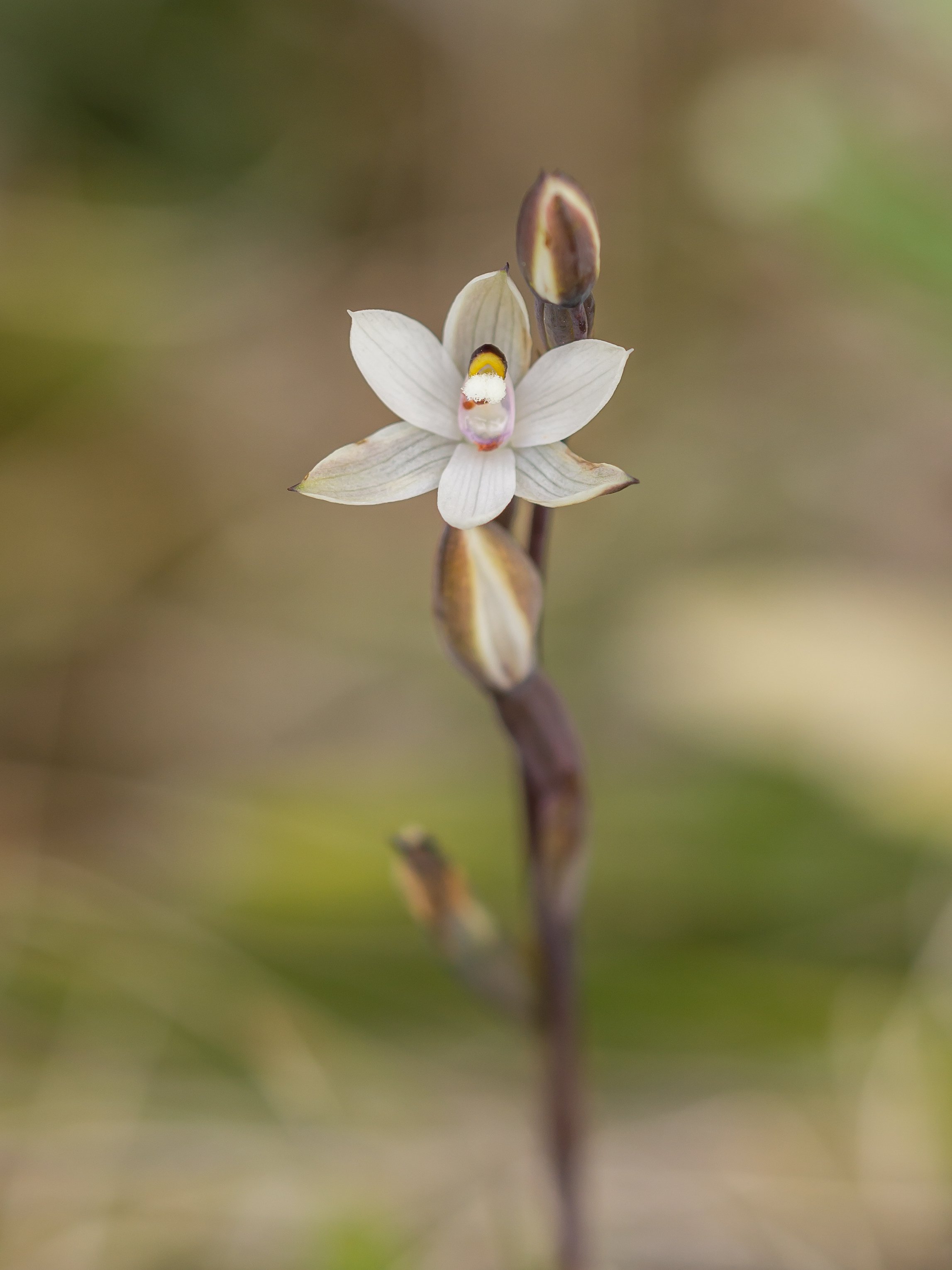 Common Sun Orchid
(Thelymitra longifolia, Orchidaceae)
Gordon Range, Tasman, New Zealand