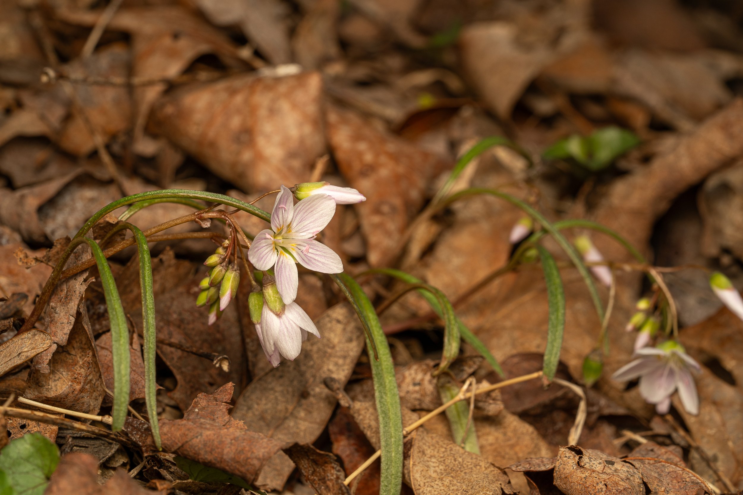 Virginia Springbeauty
(Claytonia virginica, Montiaceae)
Oakmont, Pennsylvania