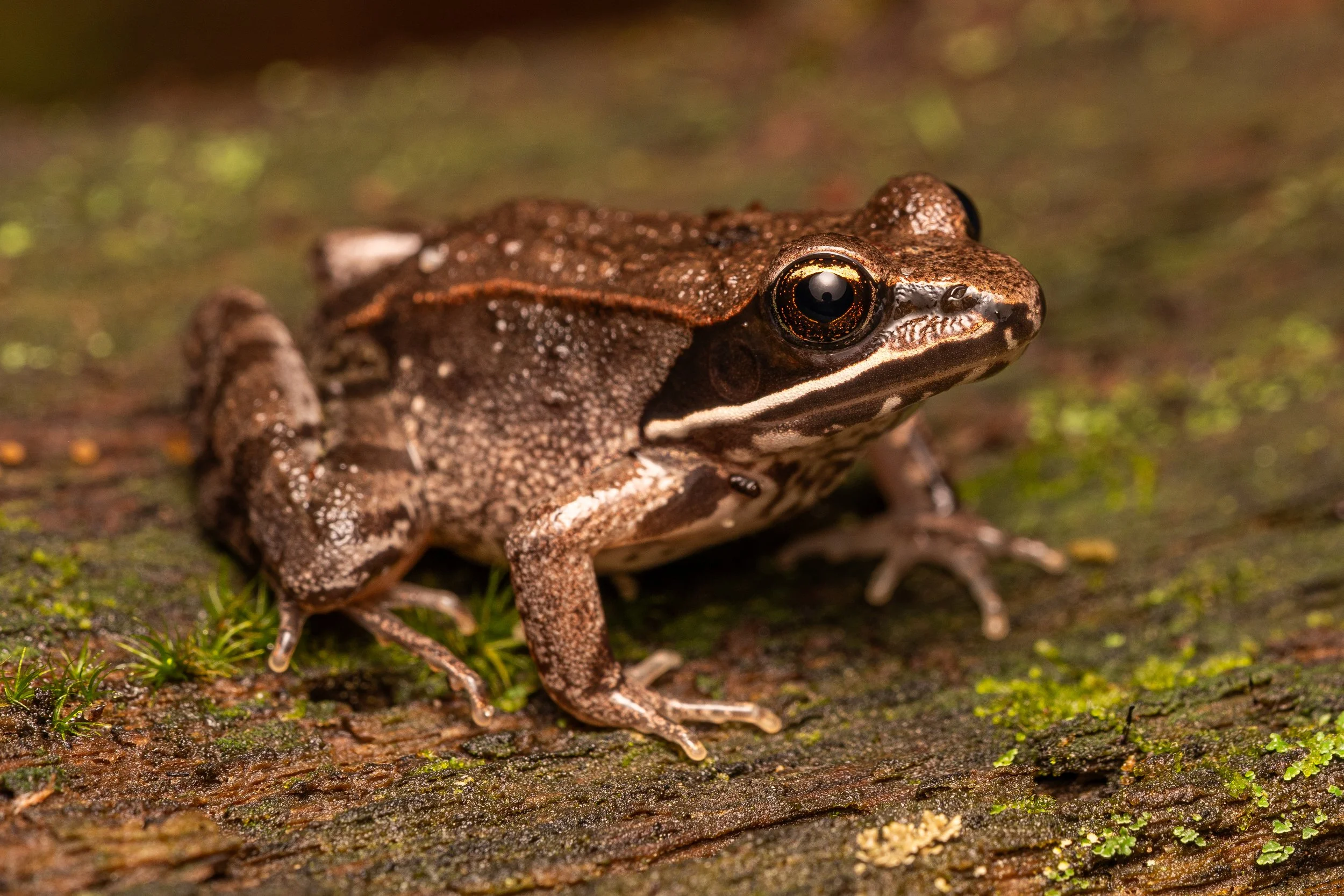 Wood Frog
(Lithobates sylvaticus, Ranidae)
Yankee Springs Recreation Area, Michigan