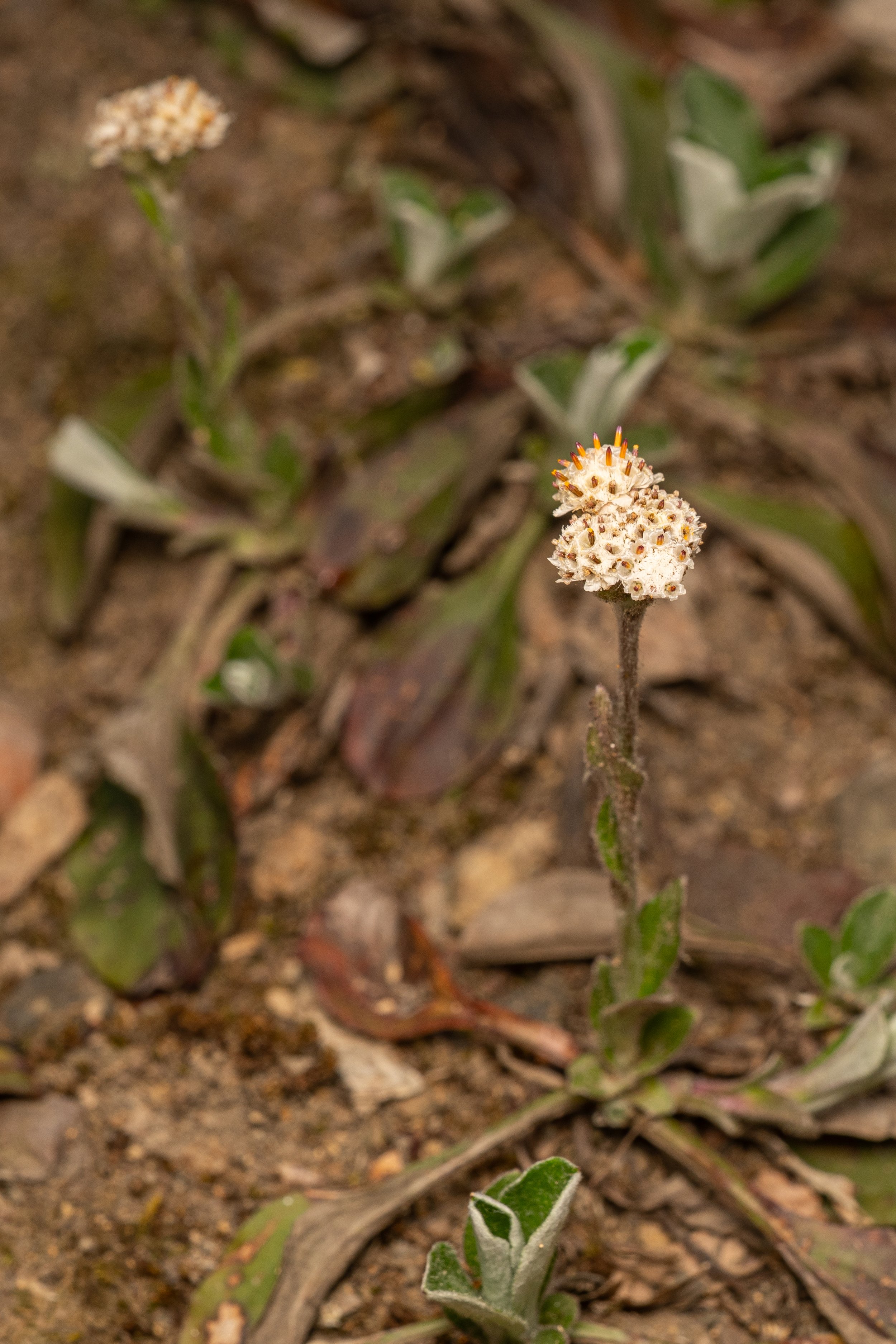 Plantain-leaved Pussytoes
(Antennaria plantaginifolia, Asteraceae)
Oakmont, Pennsylvania