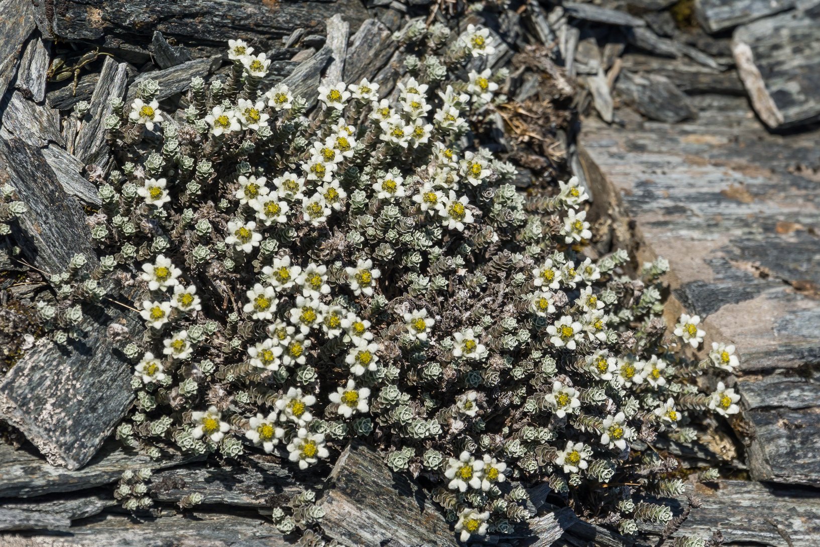 South Island Edelweiss
(Leucogenes grandiceps, Asteraceae)
Mt Alexander, West Coast, New Zealand