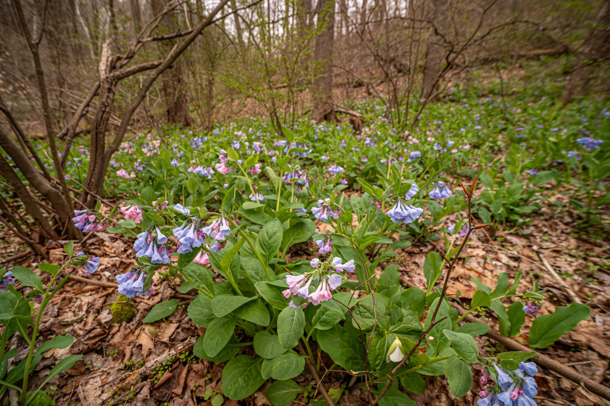 Virginia Bluebells
(Mertensia virginica, Boraginaceae)
Fox Chapel, Pennsylvania